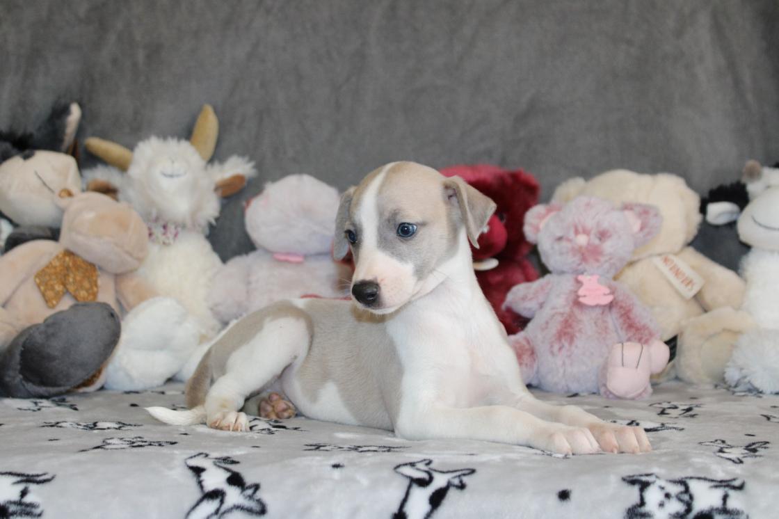 chiot disponible