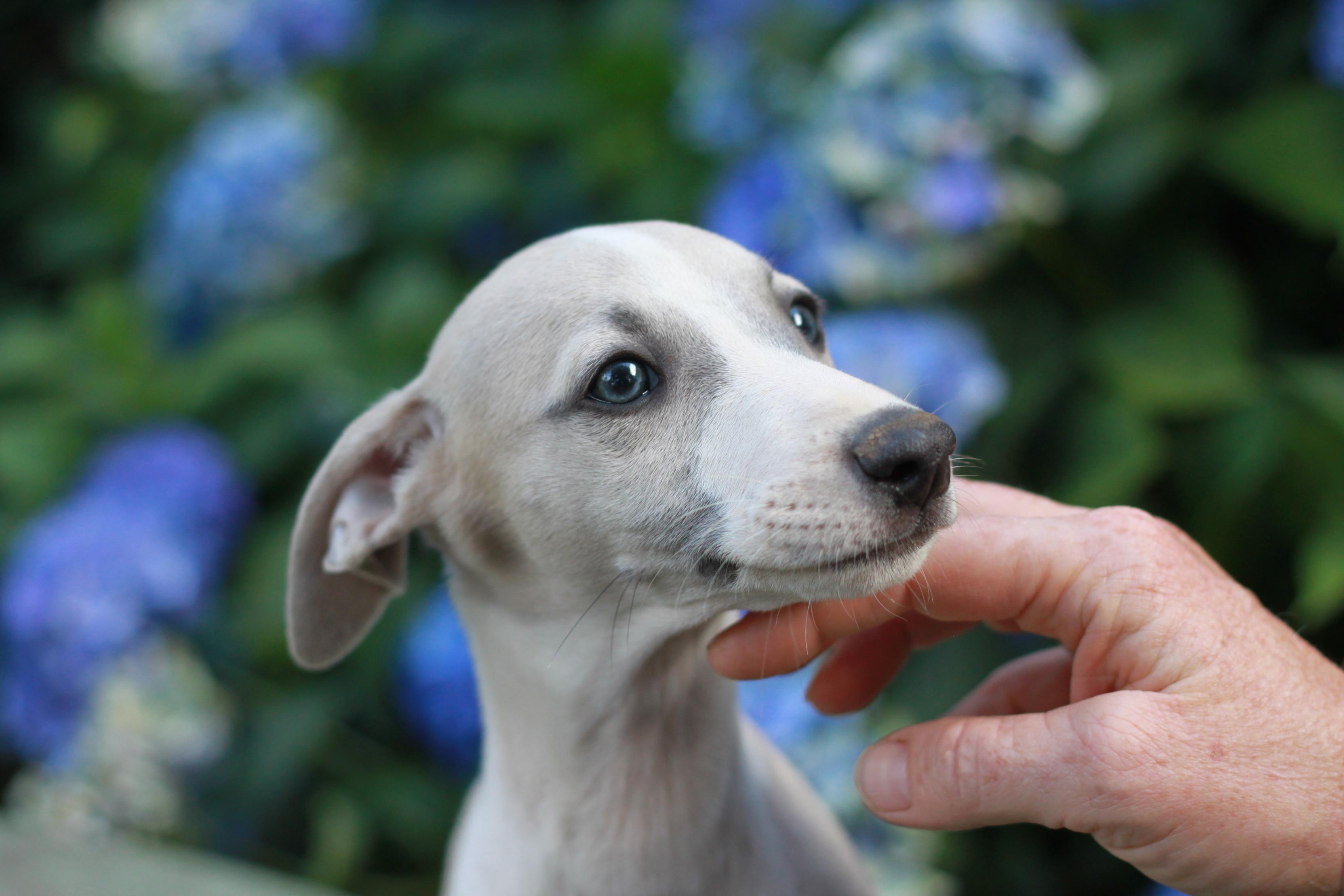 chiot disponible