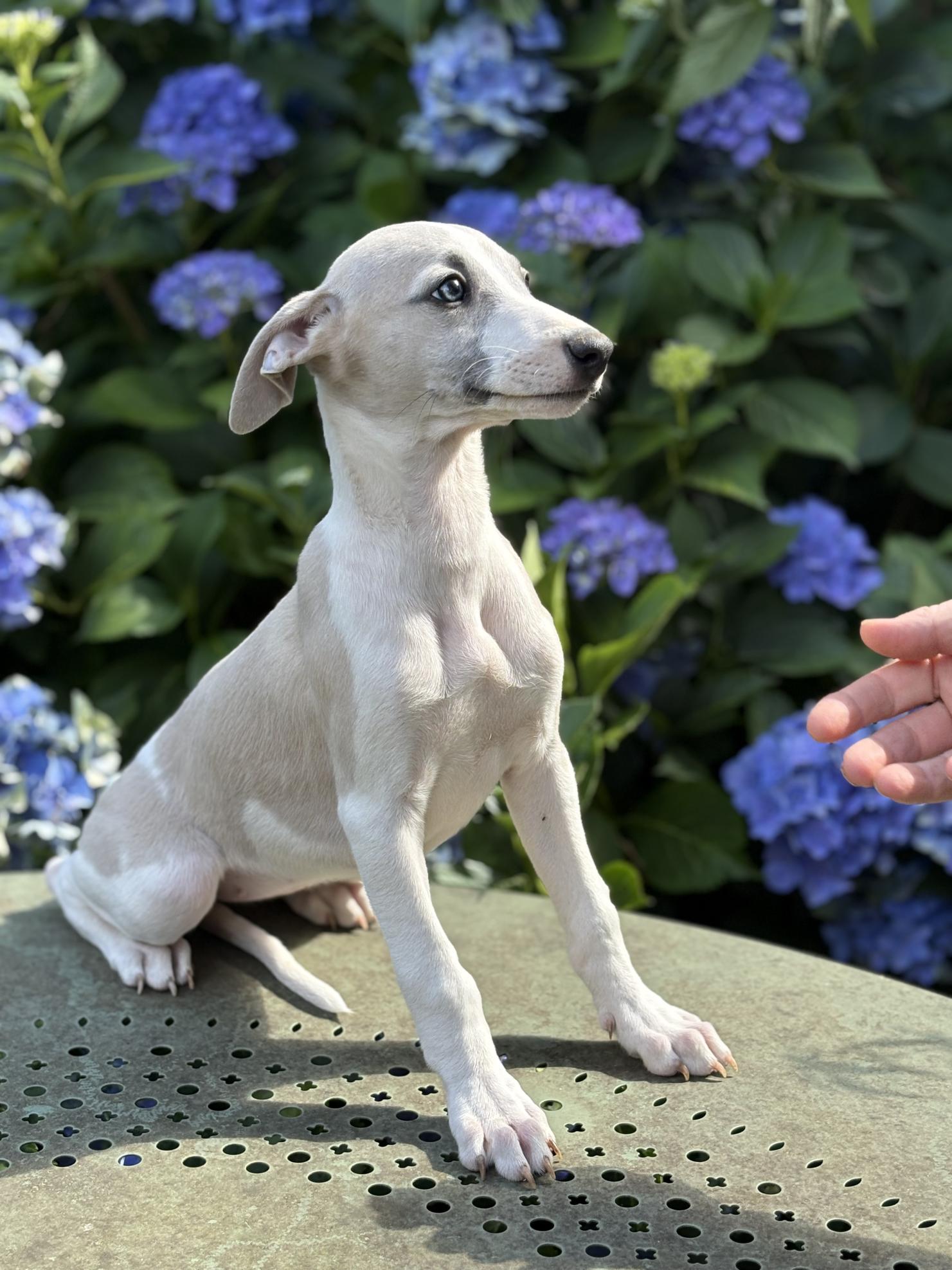 chiot disponible