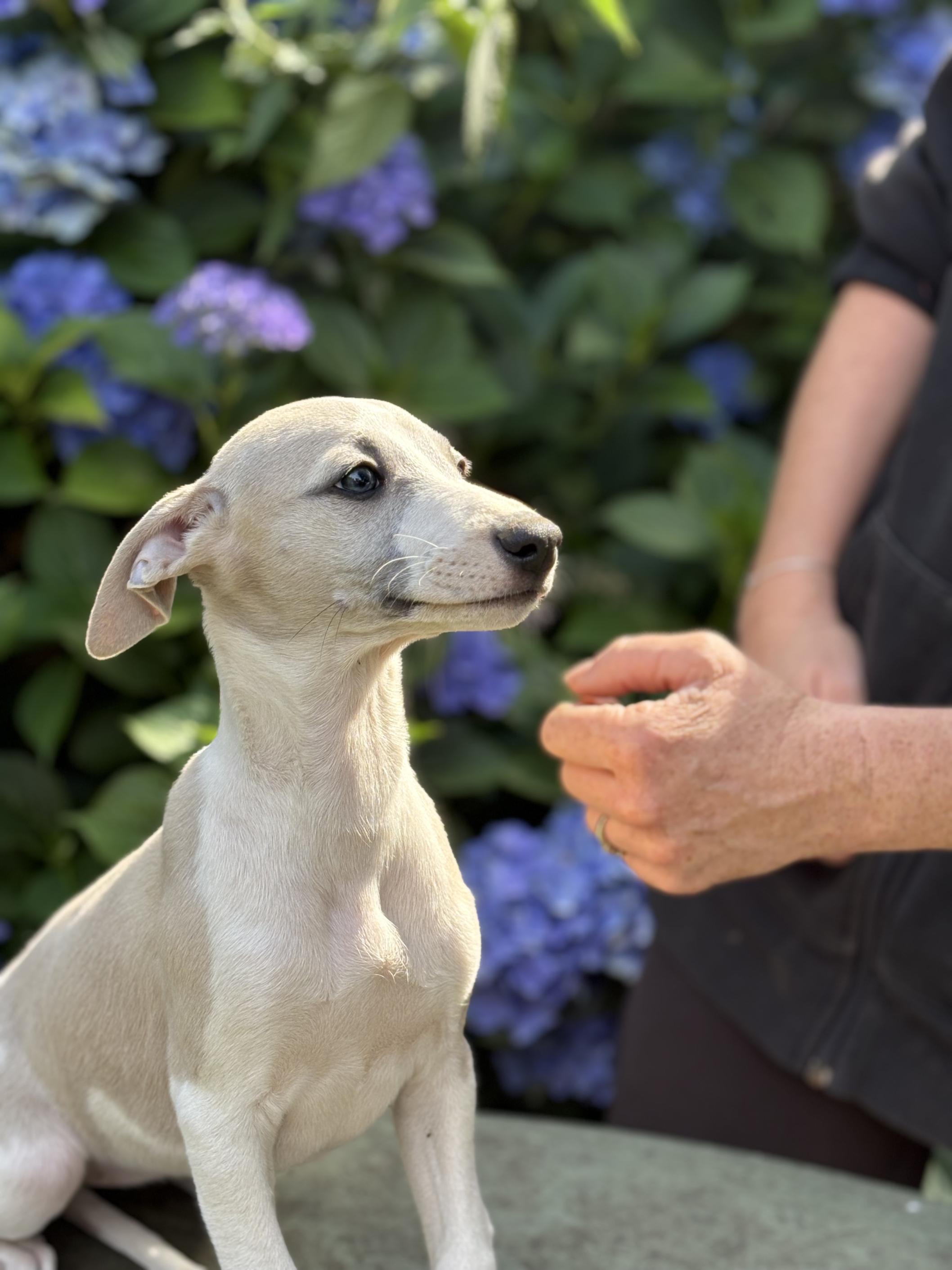 chiot disponible