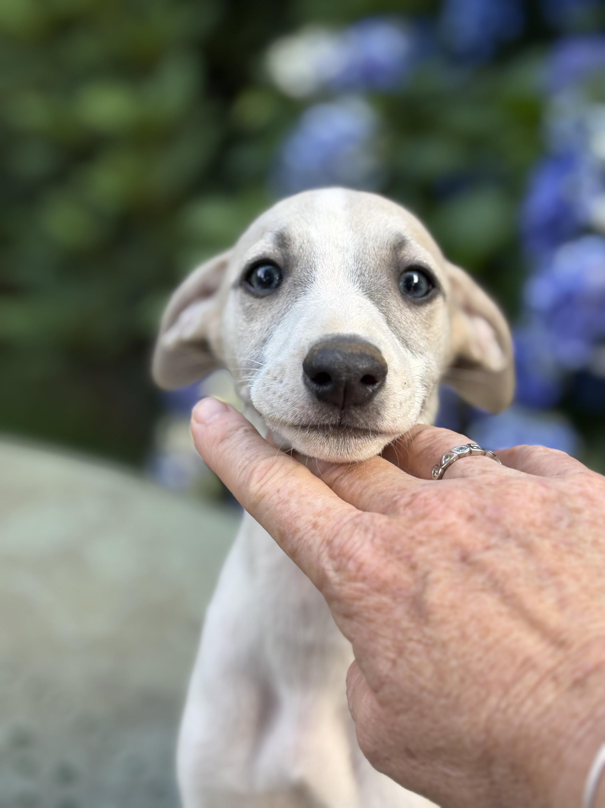 chiot disponible