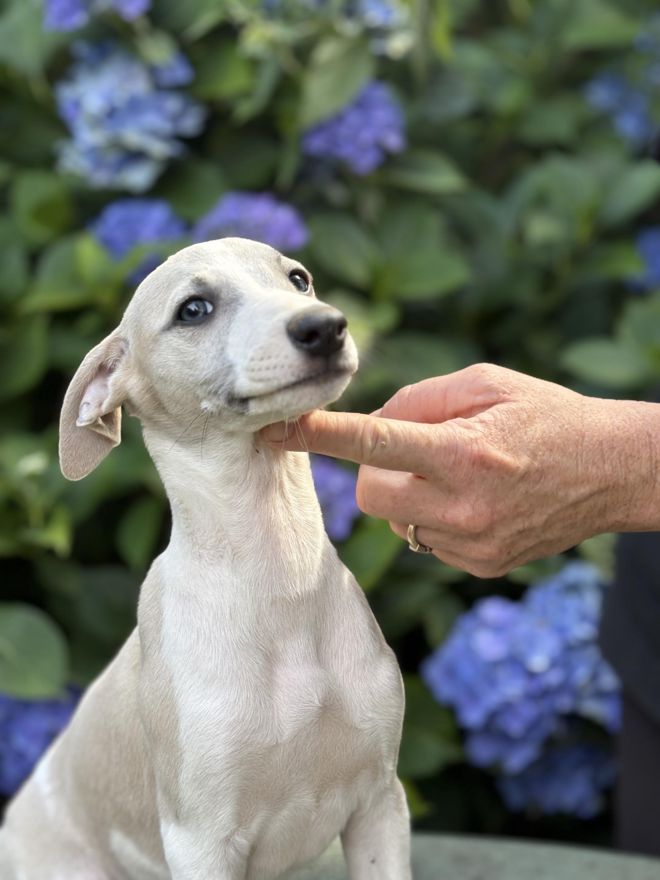 chiot disponible