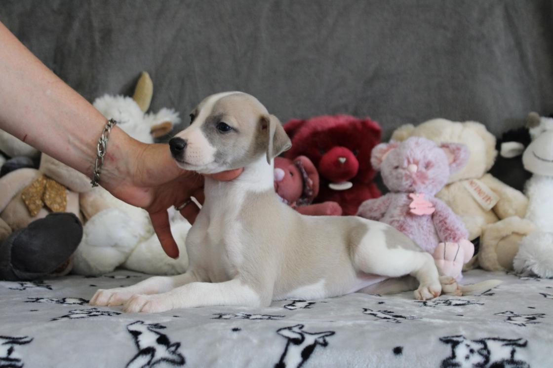 chiot disponible