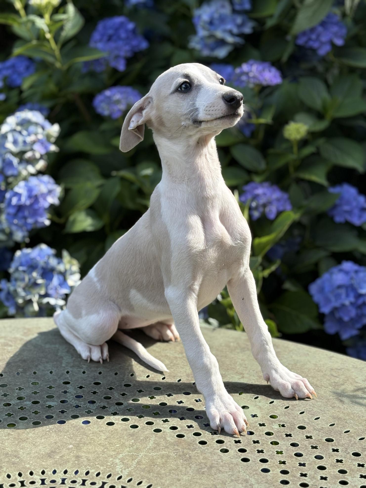 chiot disponible