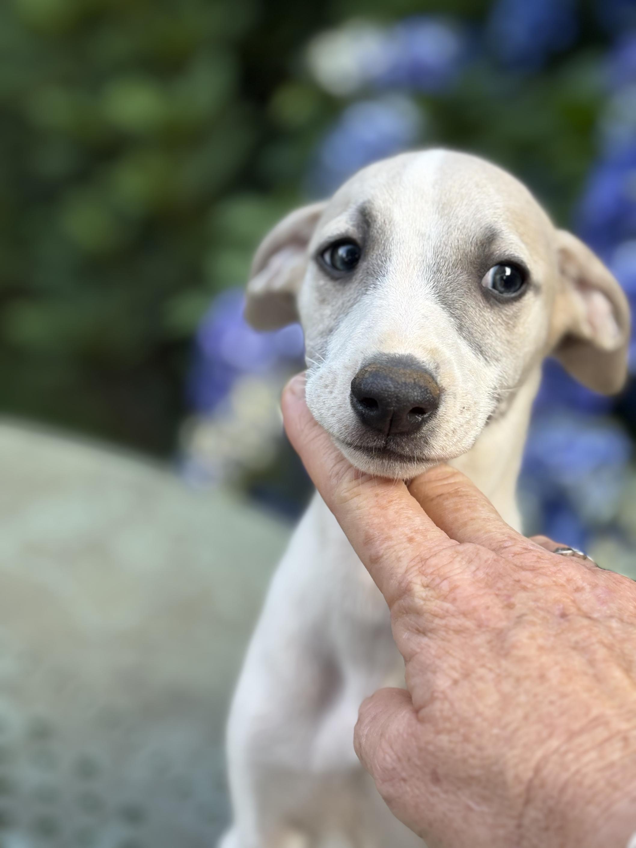 chiot disponible