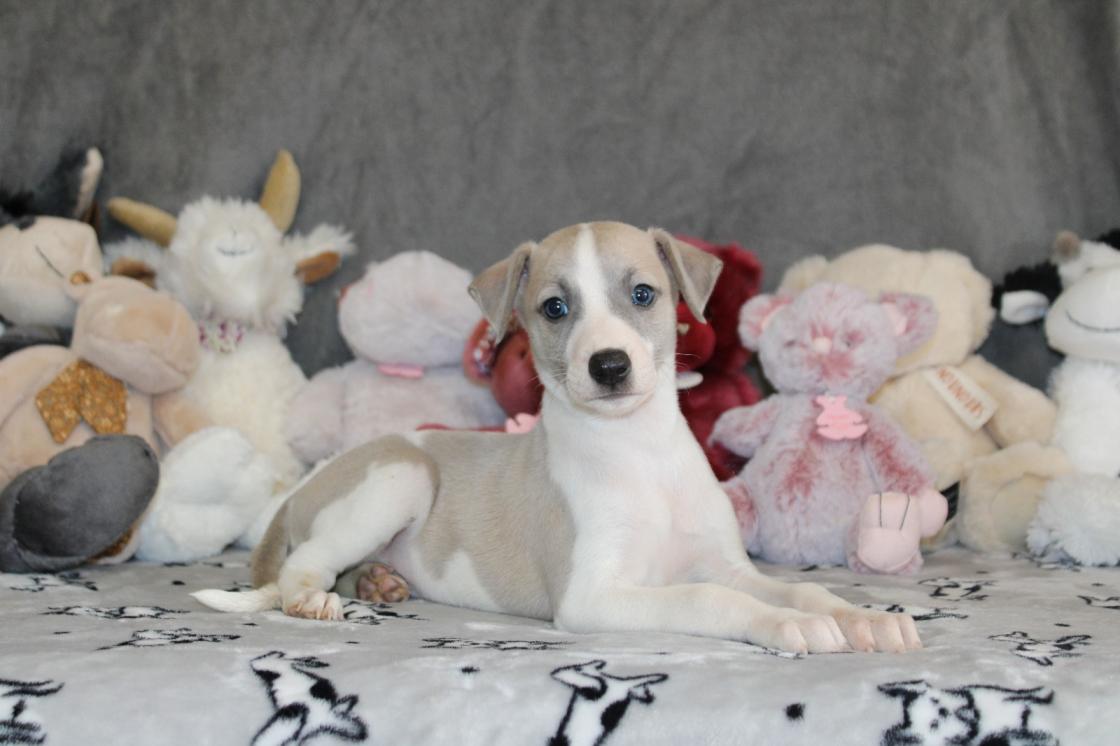 chiot disponible