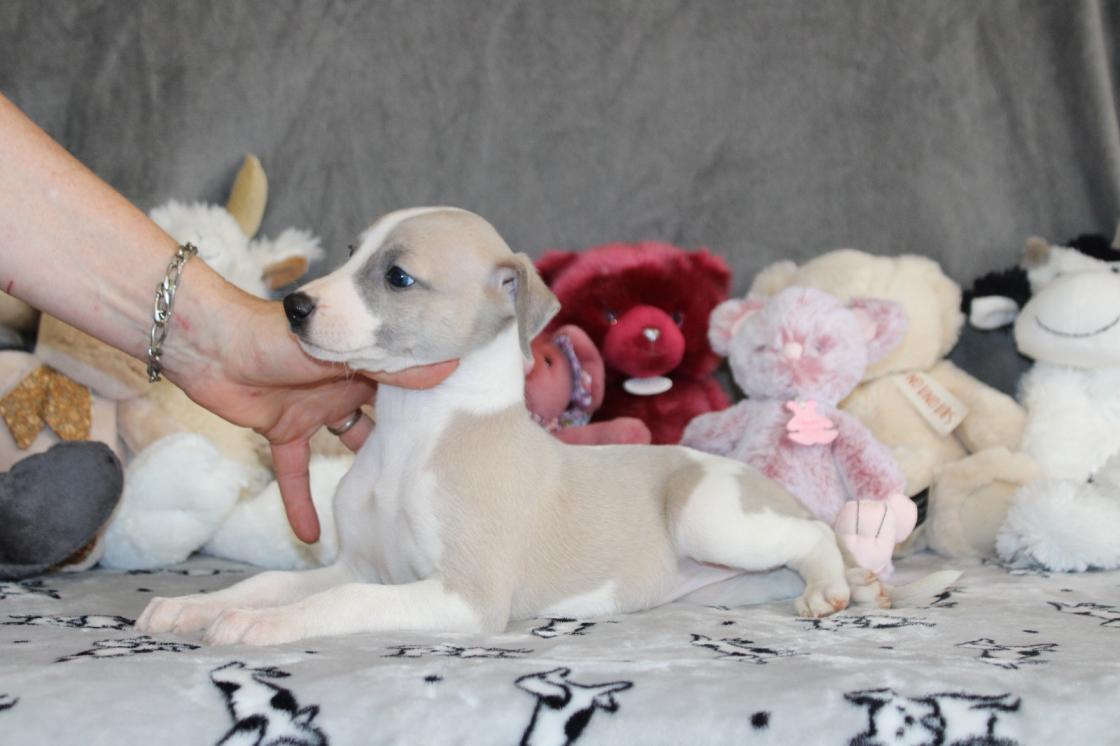 chiot disponible