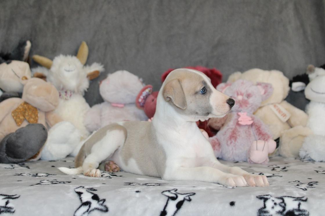 chiot disponible