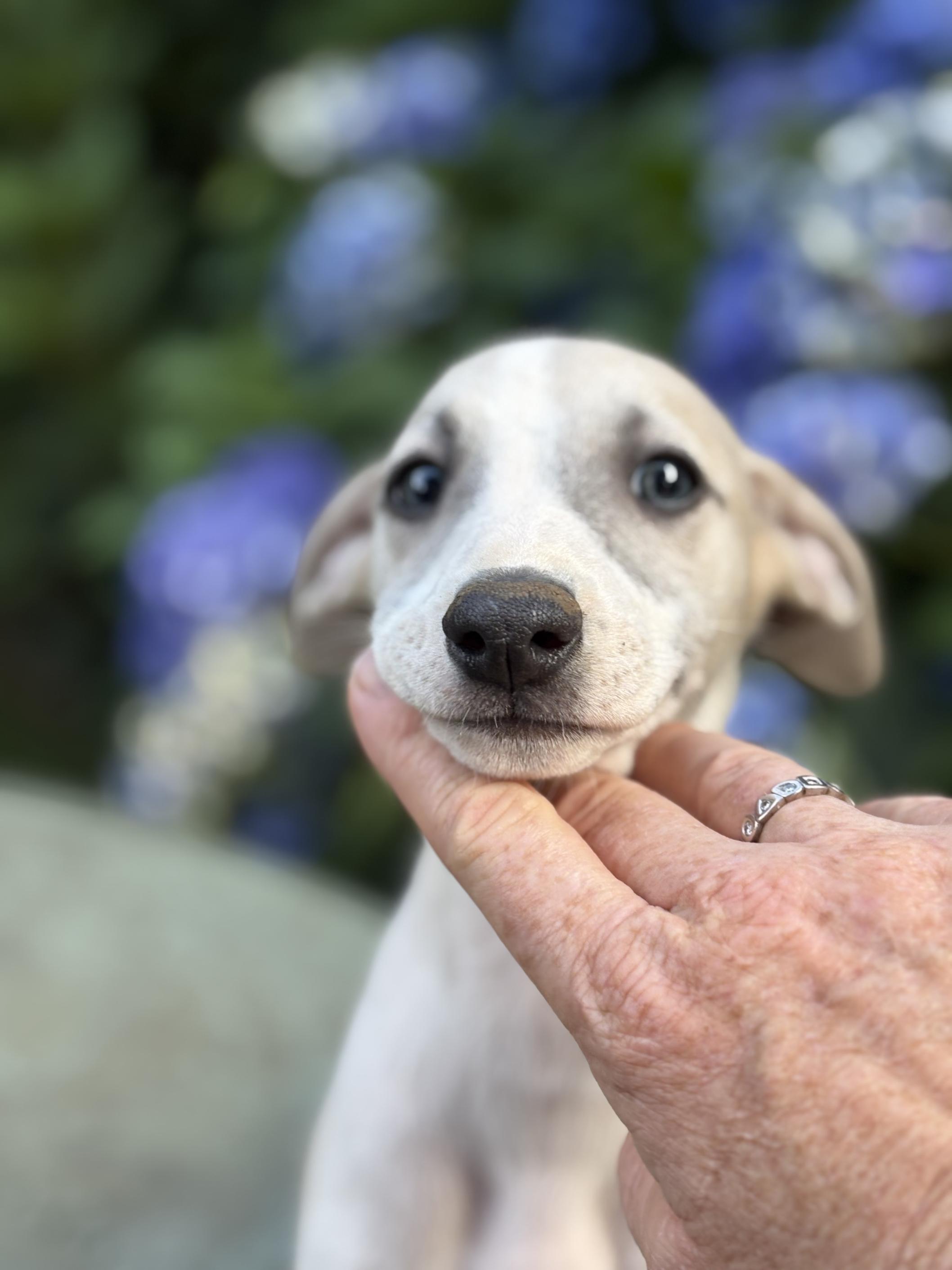 chiot disponible