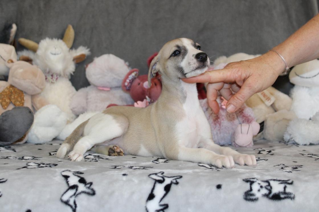chiot disponible