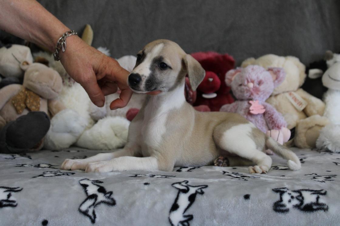 chiot disponible