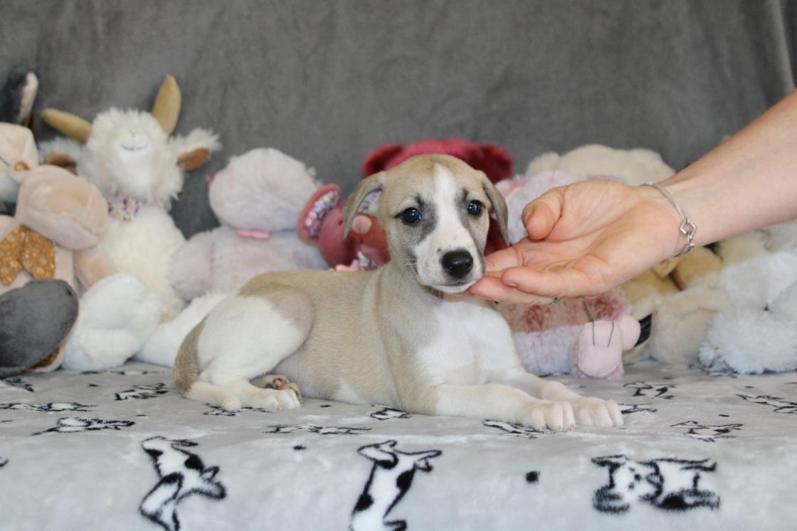 chiot disponible
