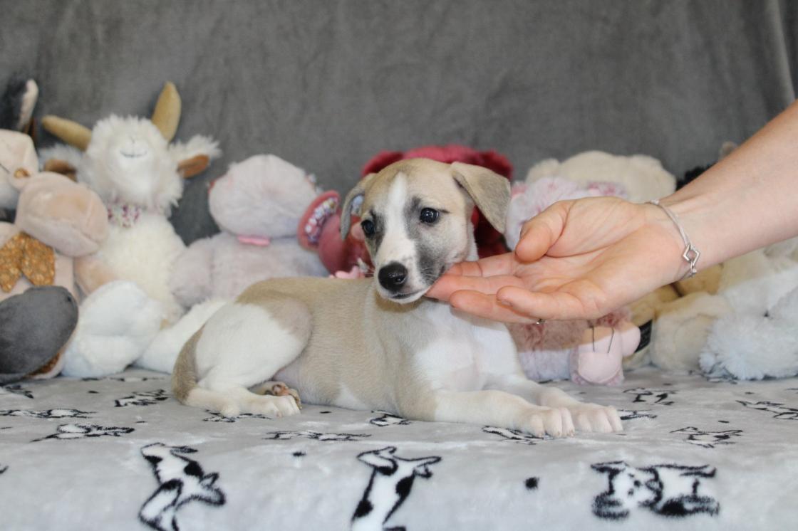 chiot disponible