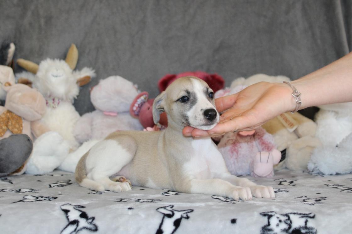 chiot disponible