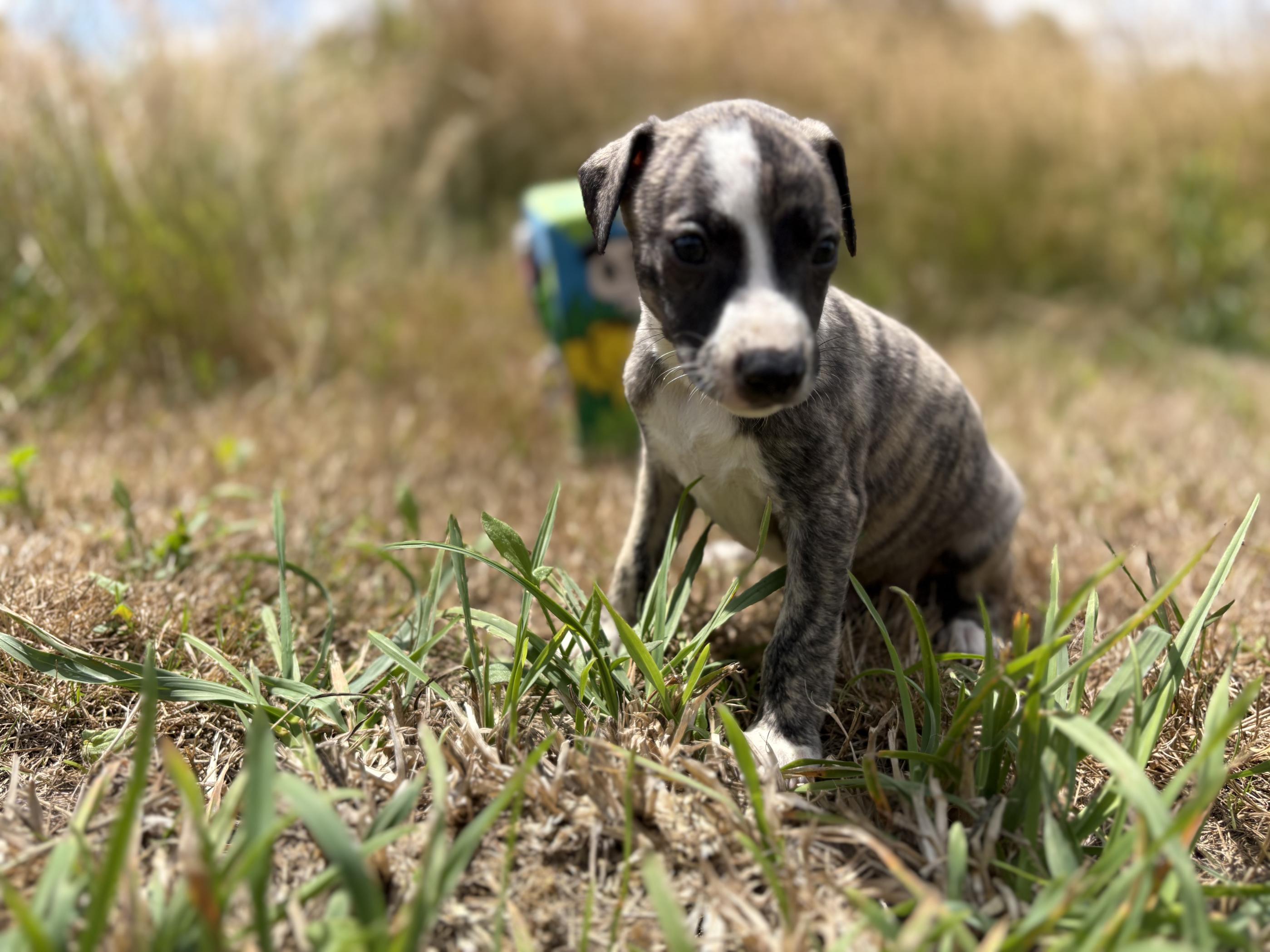 chiot disponible