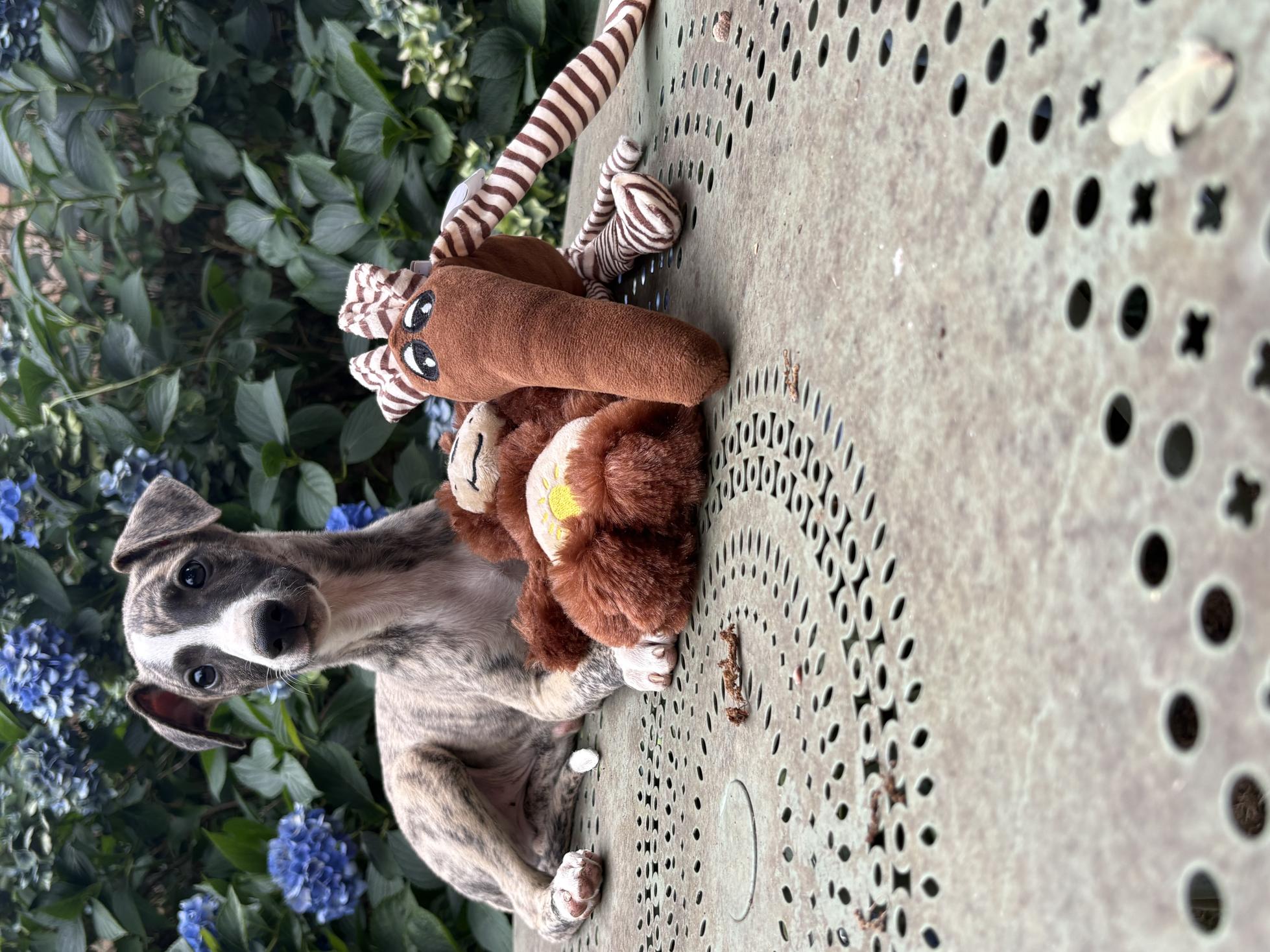 chiot disponible