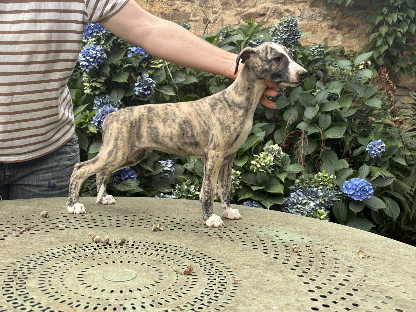chiot disponible