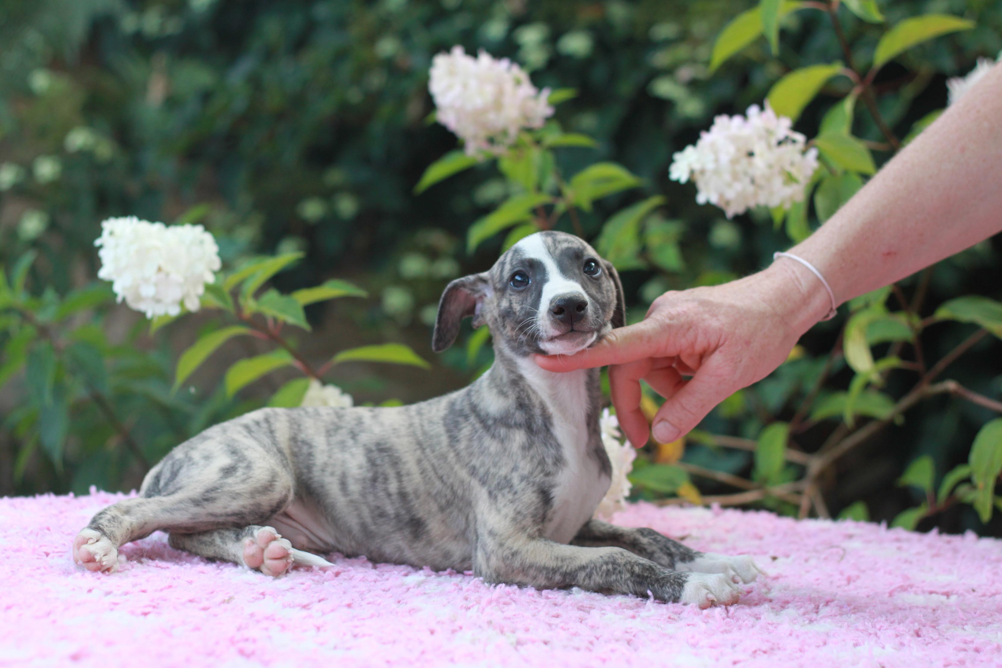 chiot disponible
