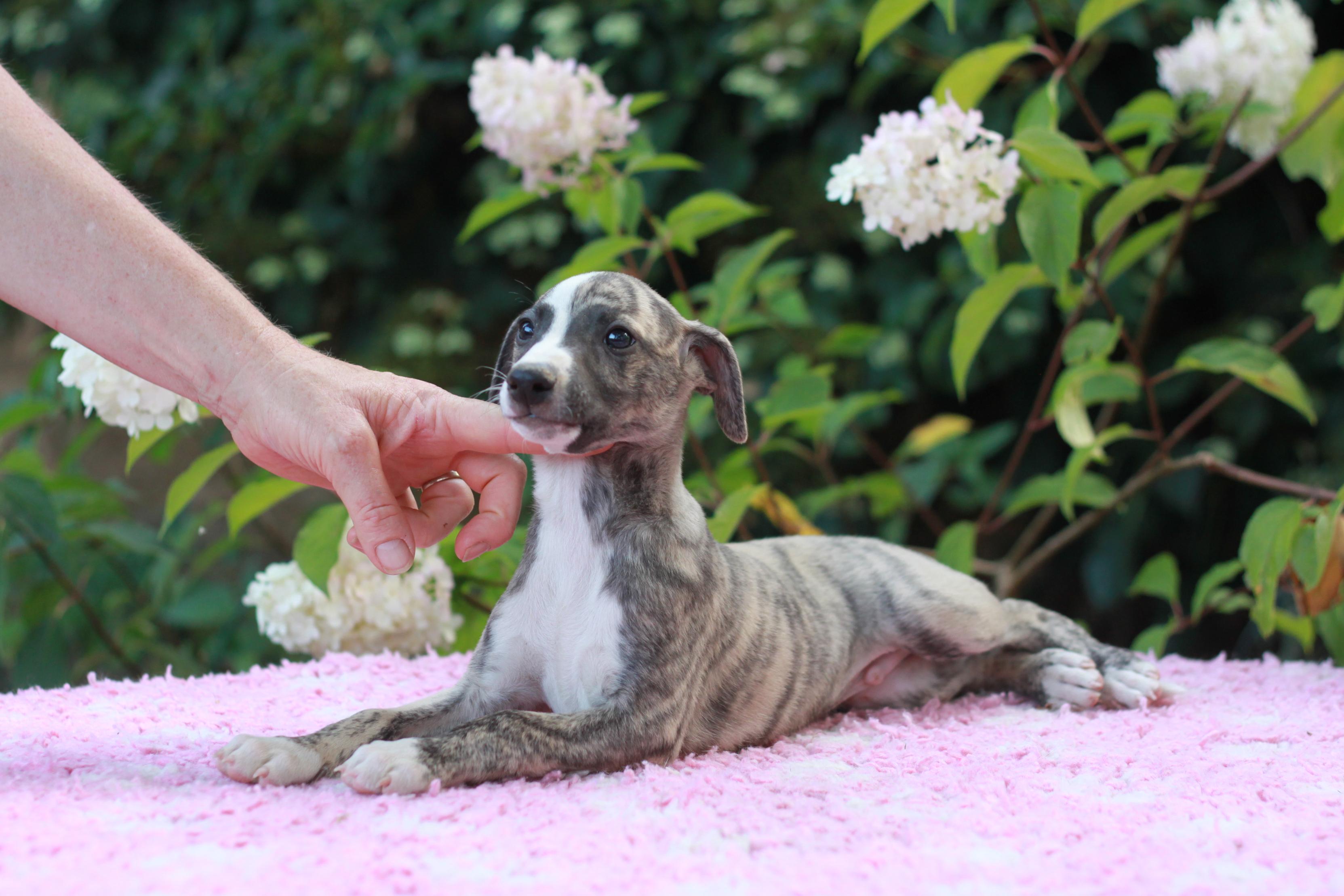 chiot disponible