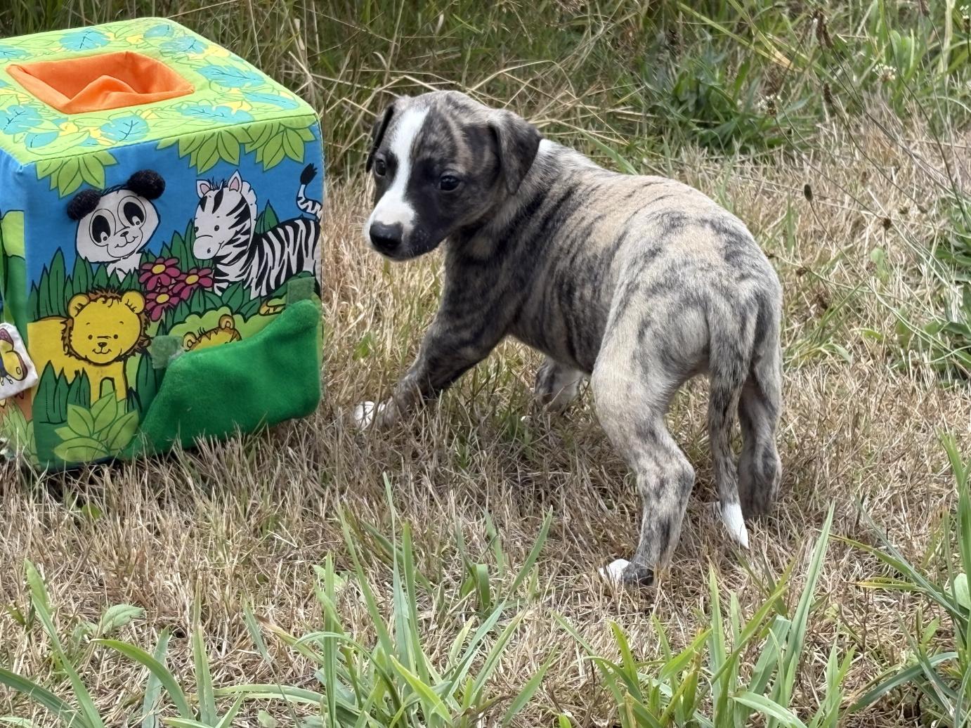 chiot disponible