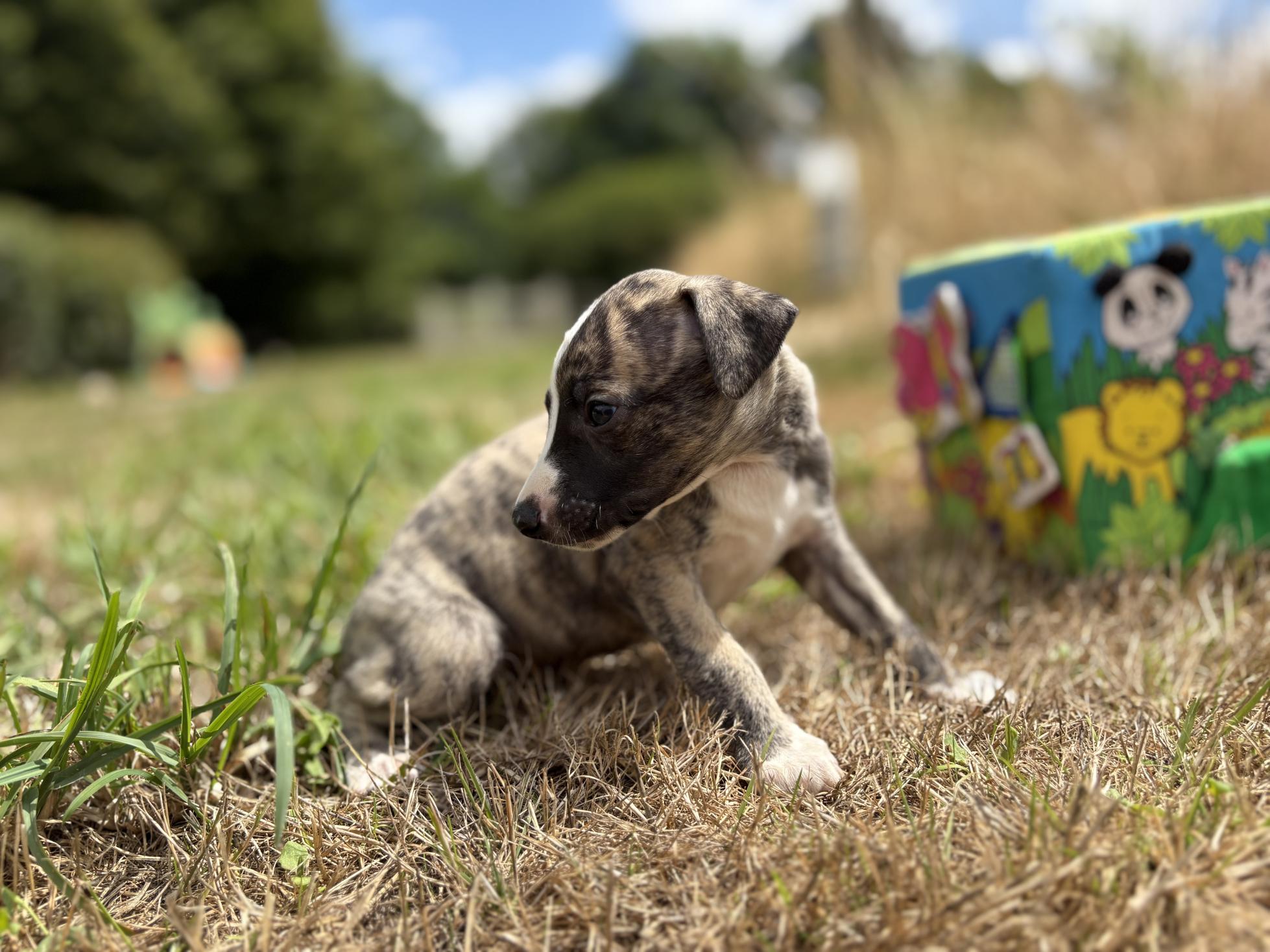 chiot disponible