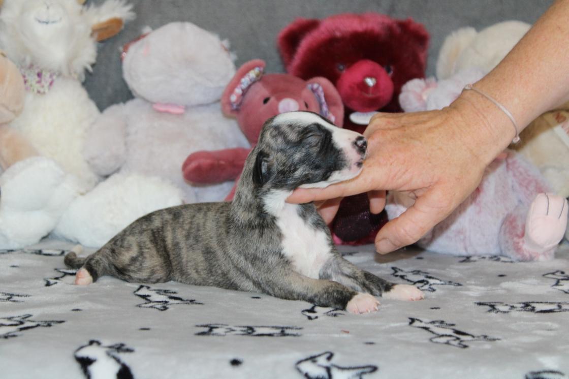 chiot disponible