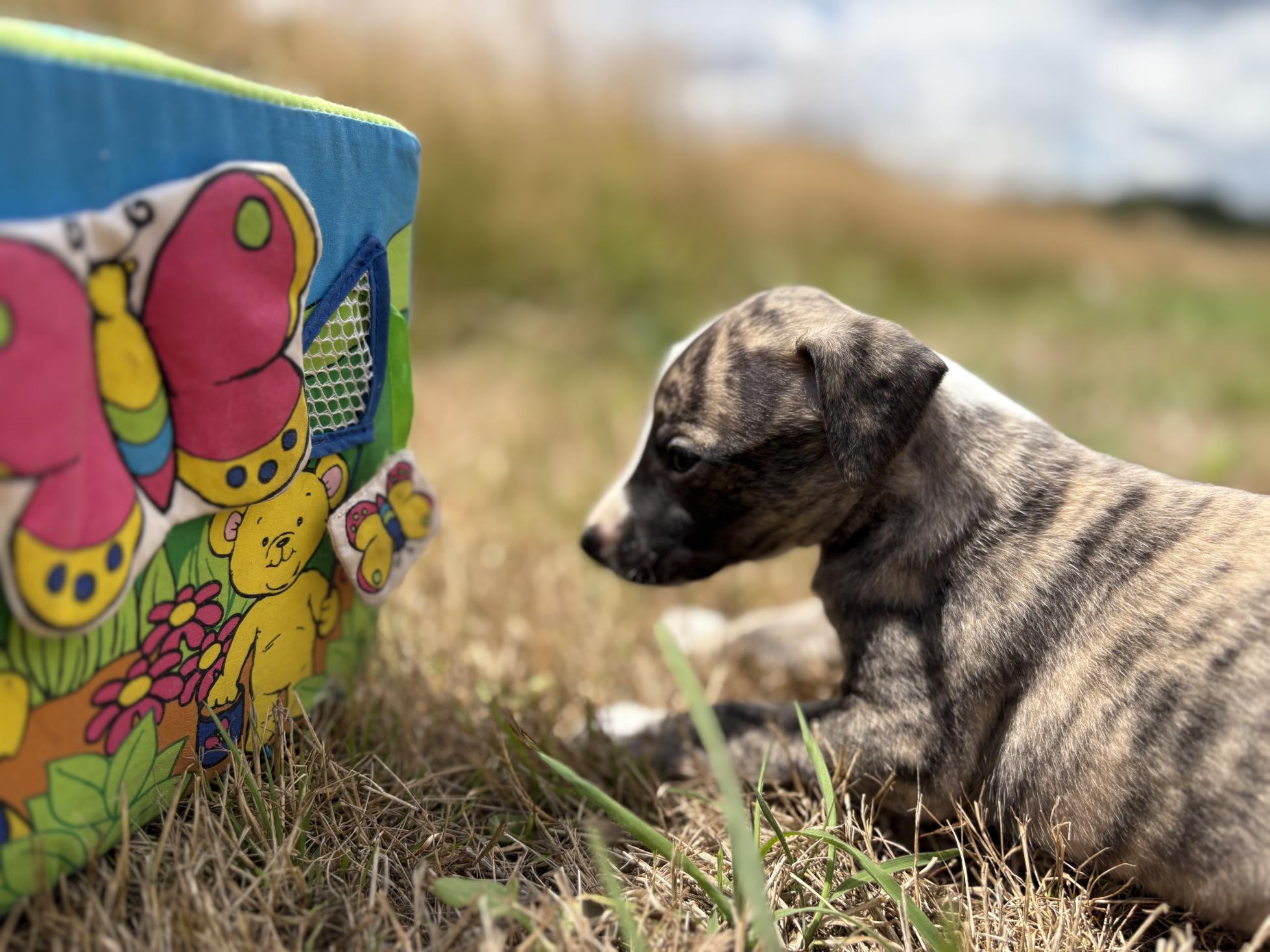 chiot disponible