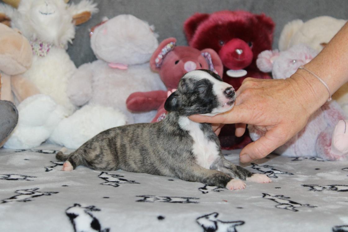 chiot disponible