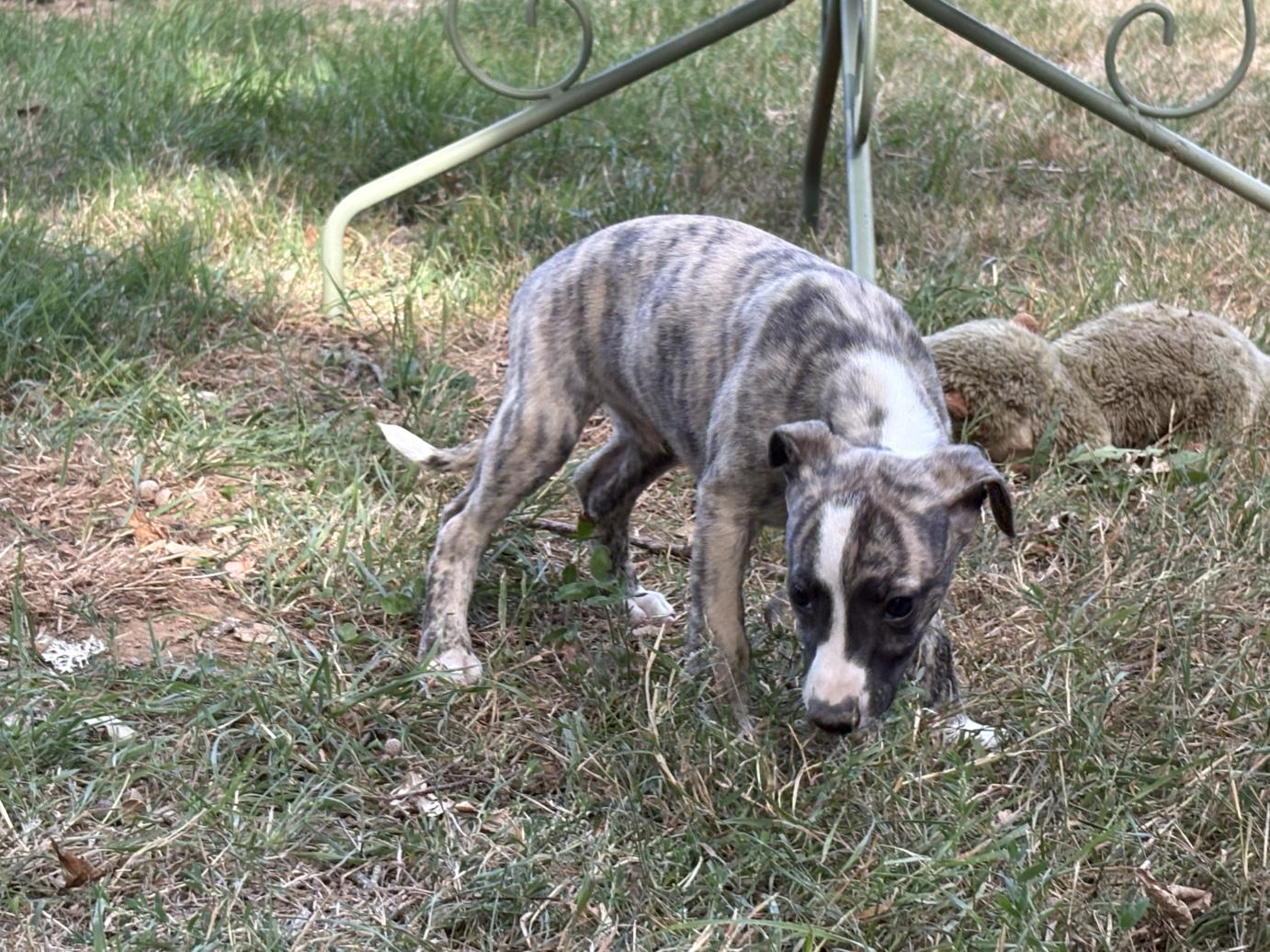 chiot disponible