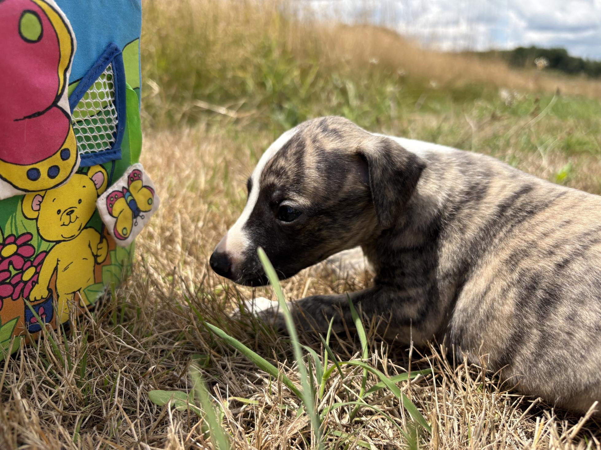chiot disponible