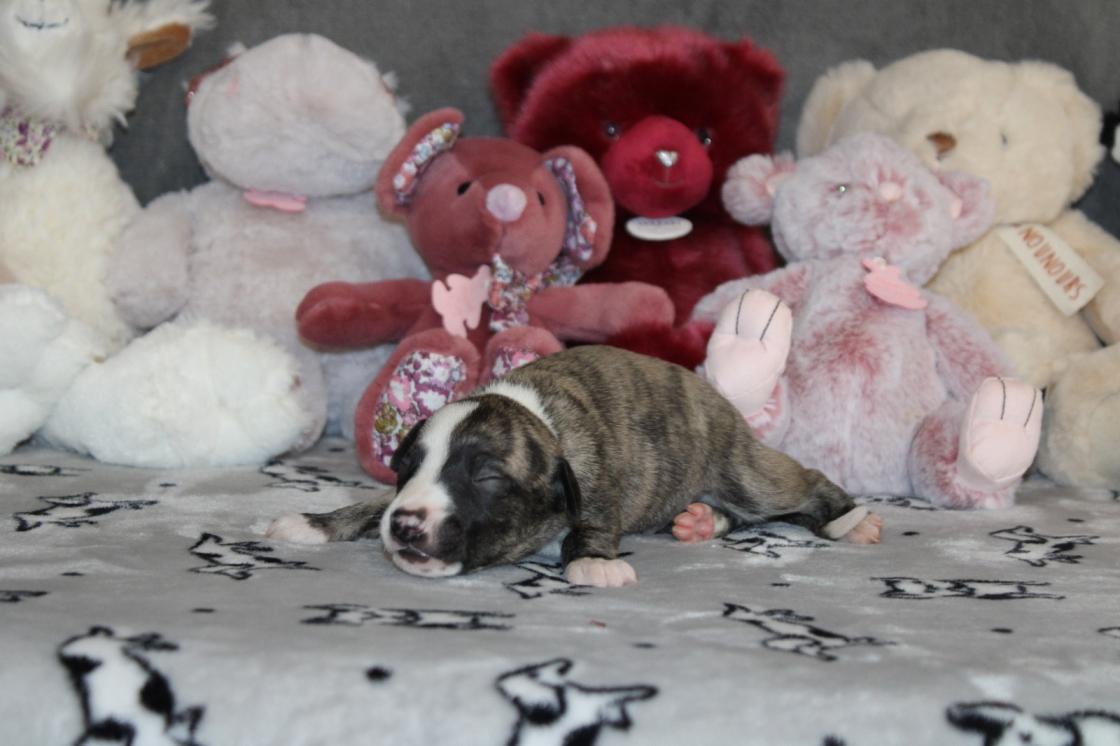 chiot disponible