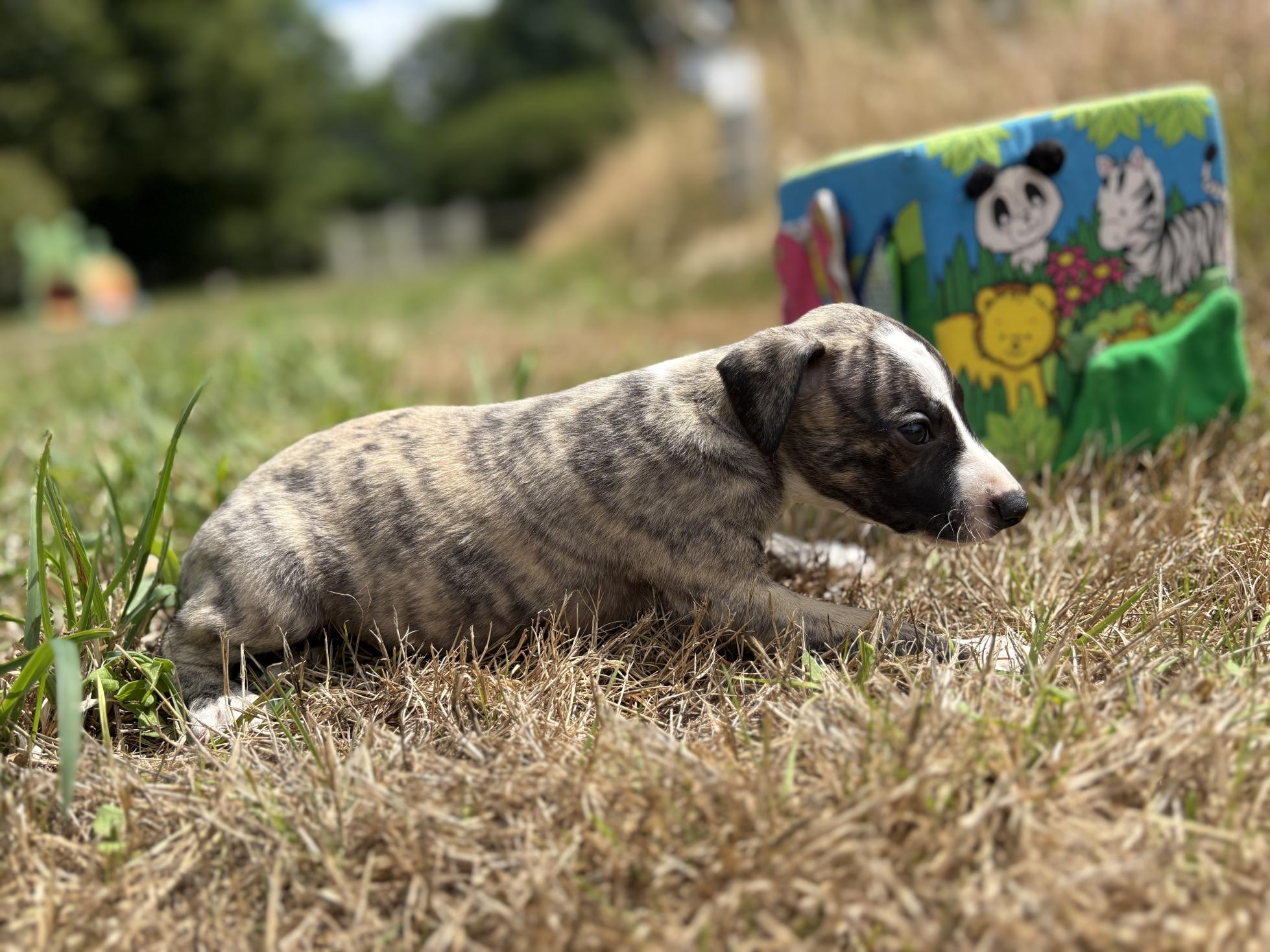 chiot disponible