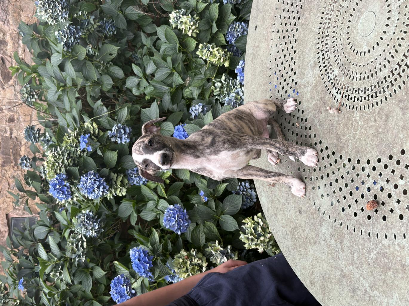 chiot disponible