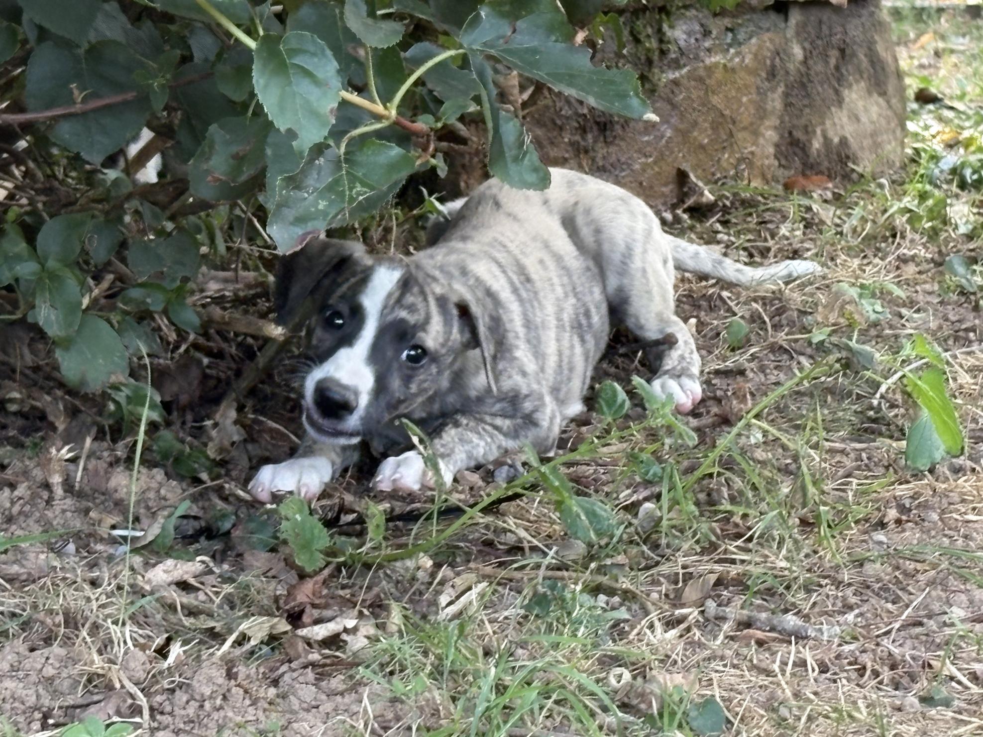 chiot disponible