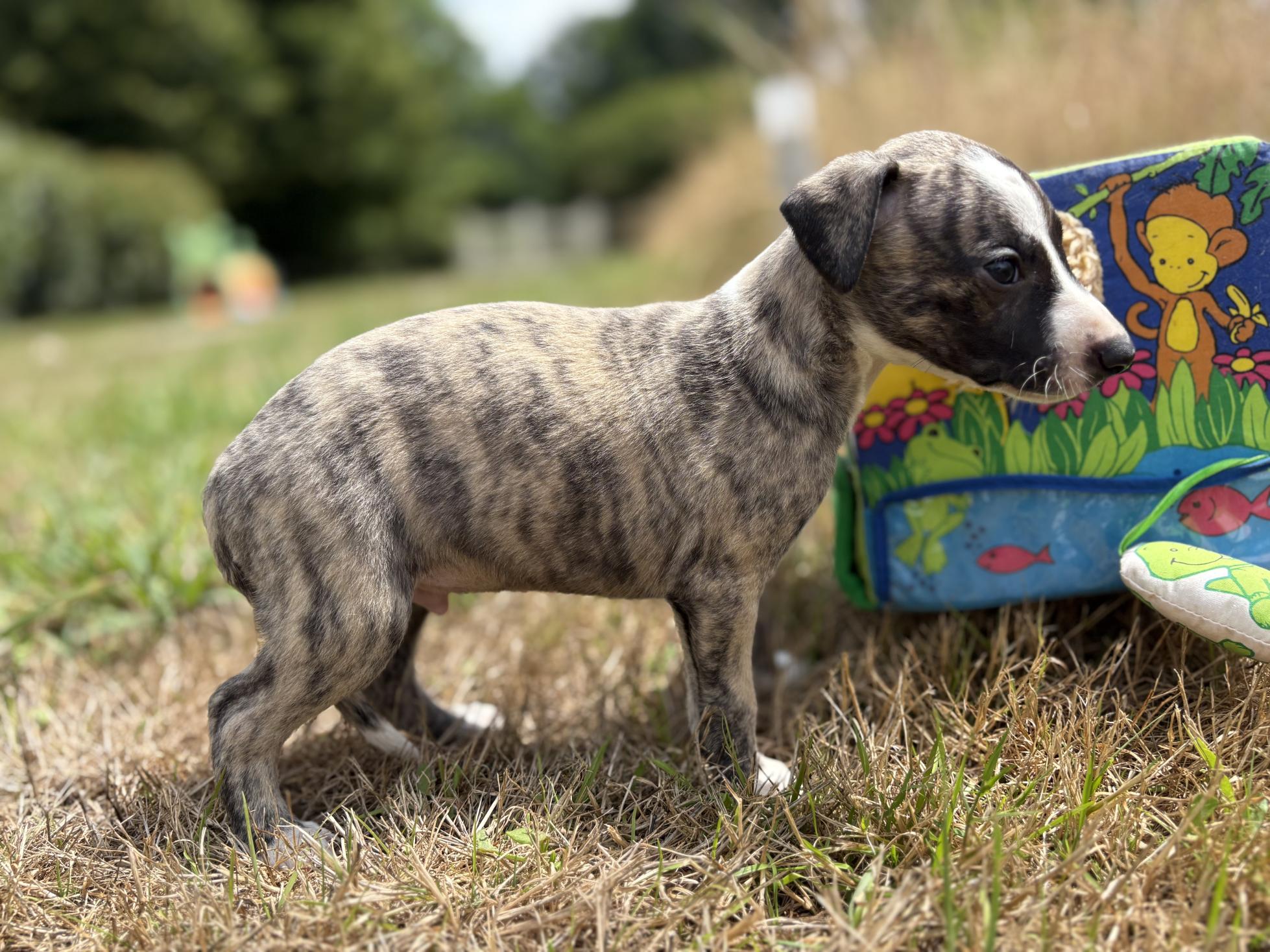 Chiot Whippet Disponible