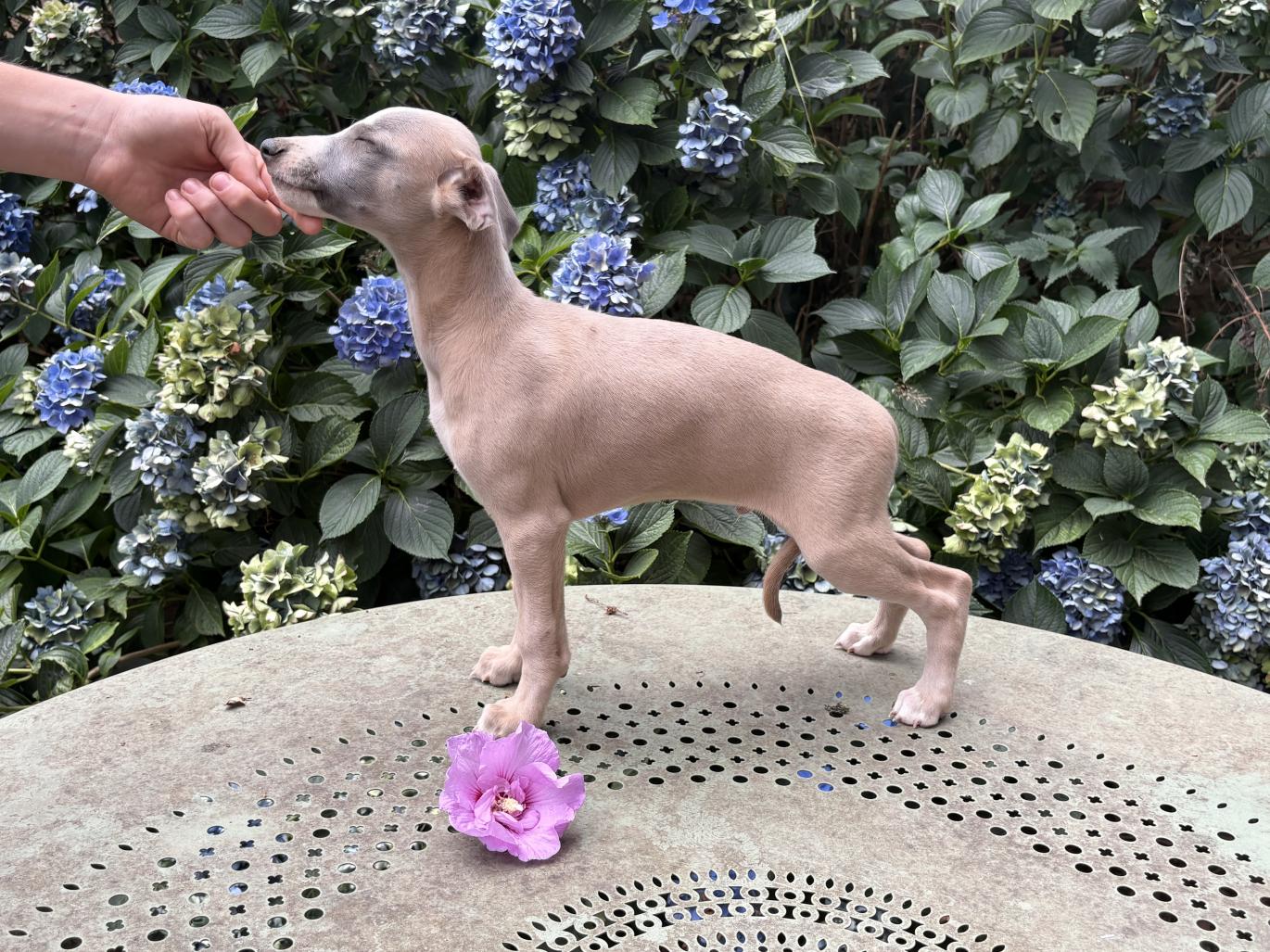 chiot disponible