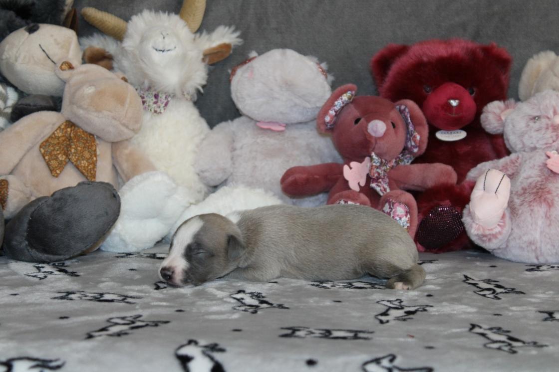 chiot disponible