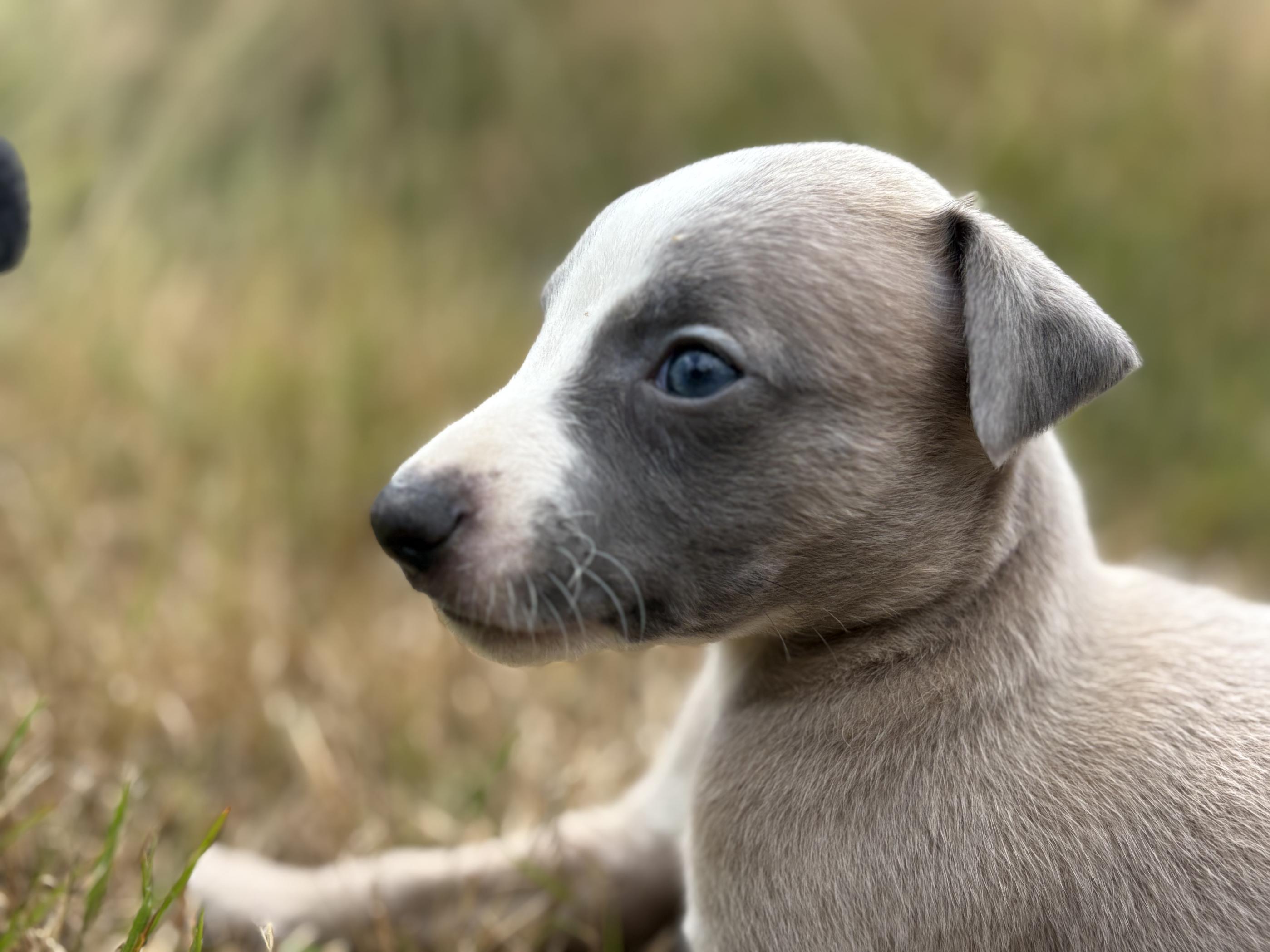 chiot disponible