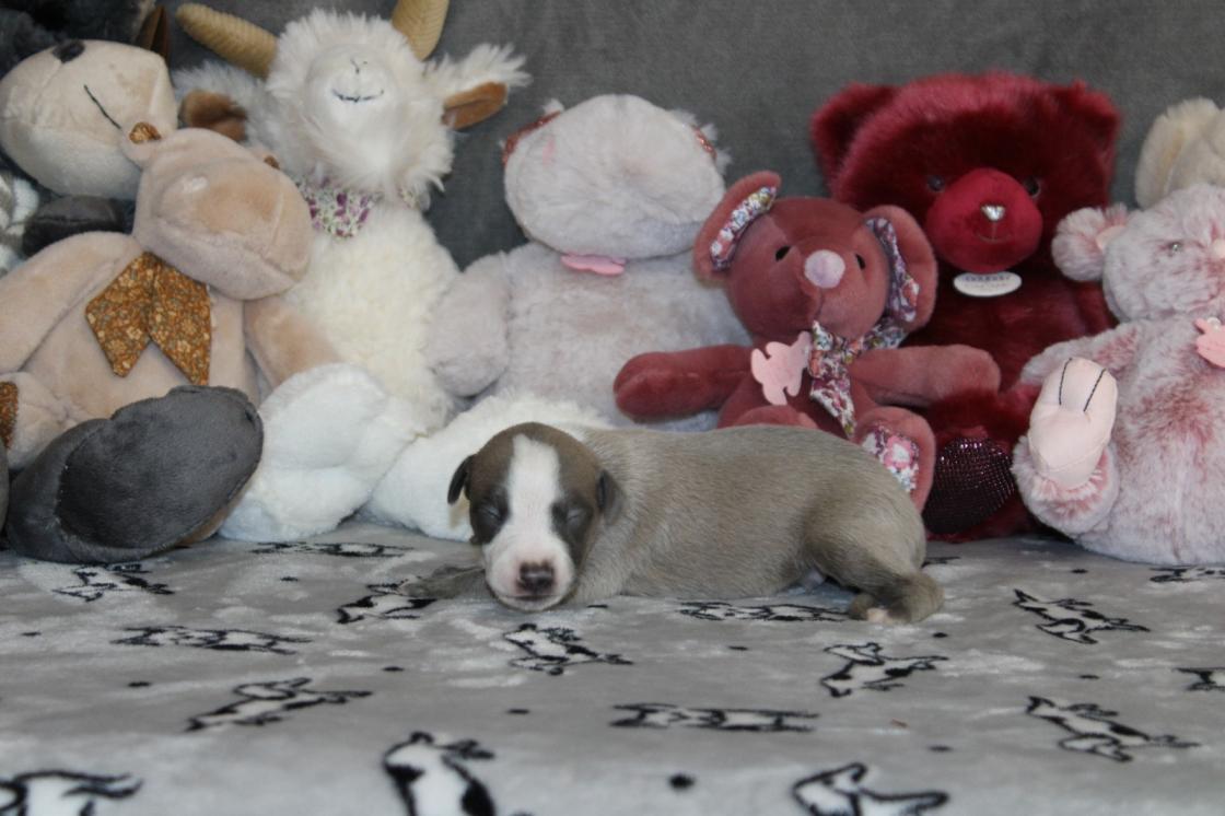 chiot disponible