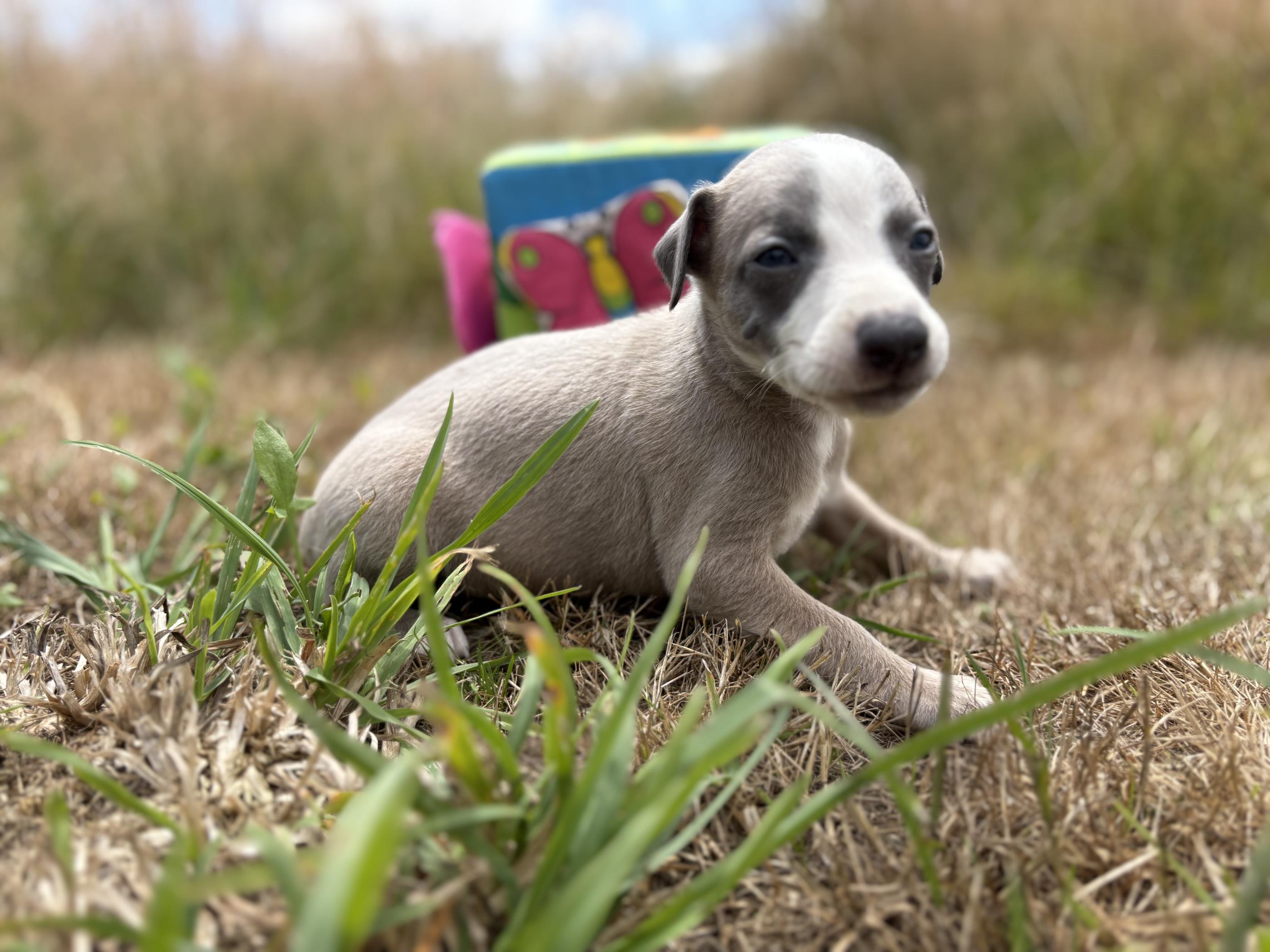 chiot disponible