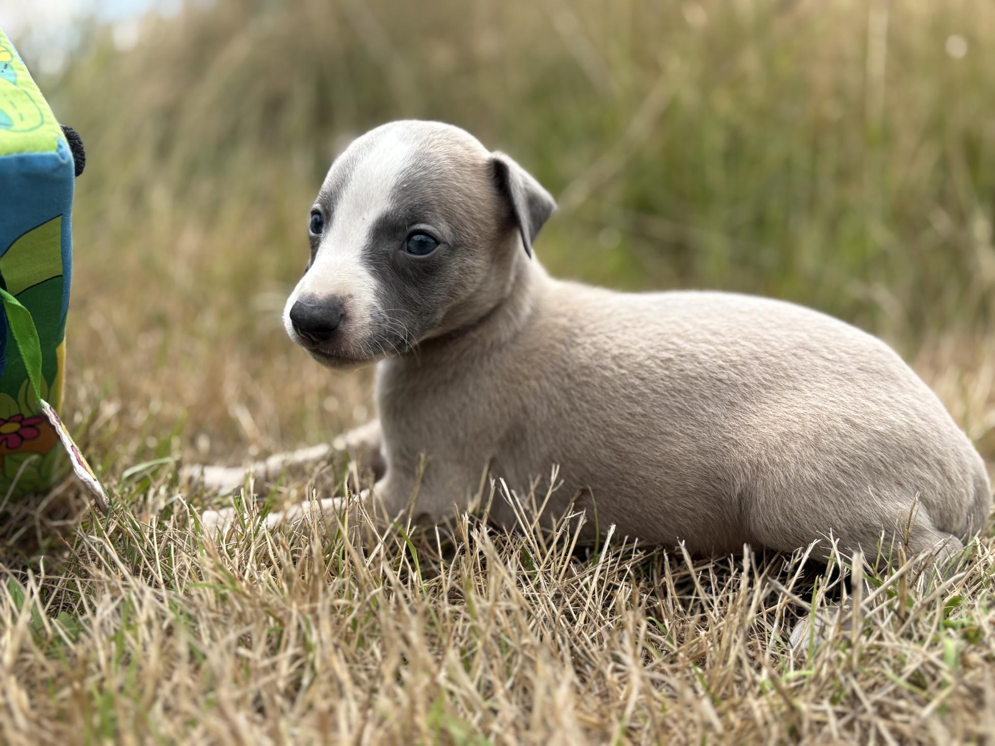 chiot disponible
