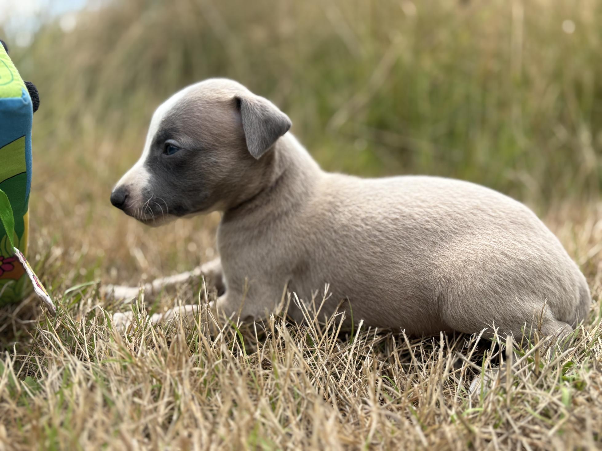 chiot disponible