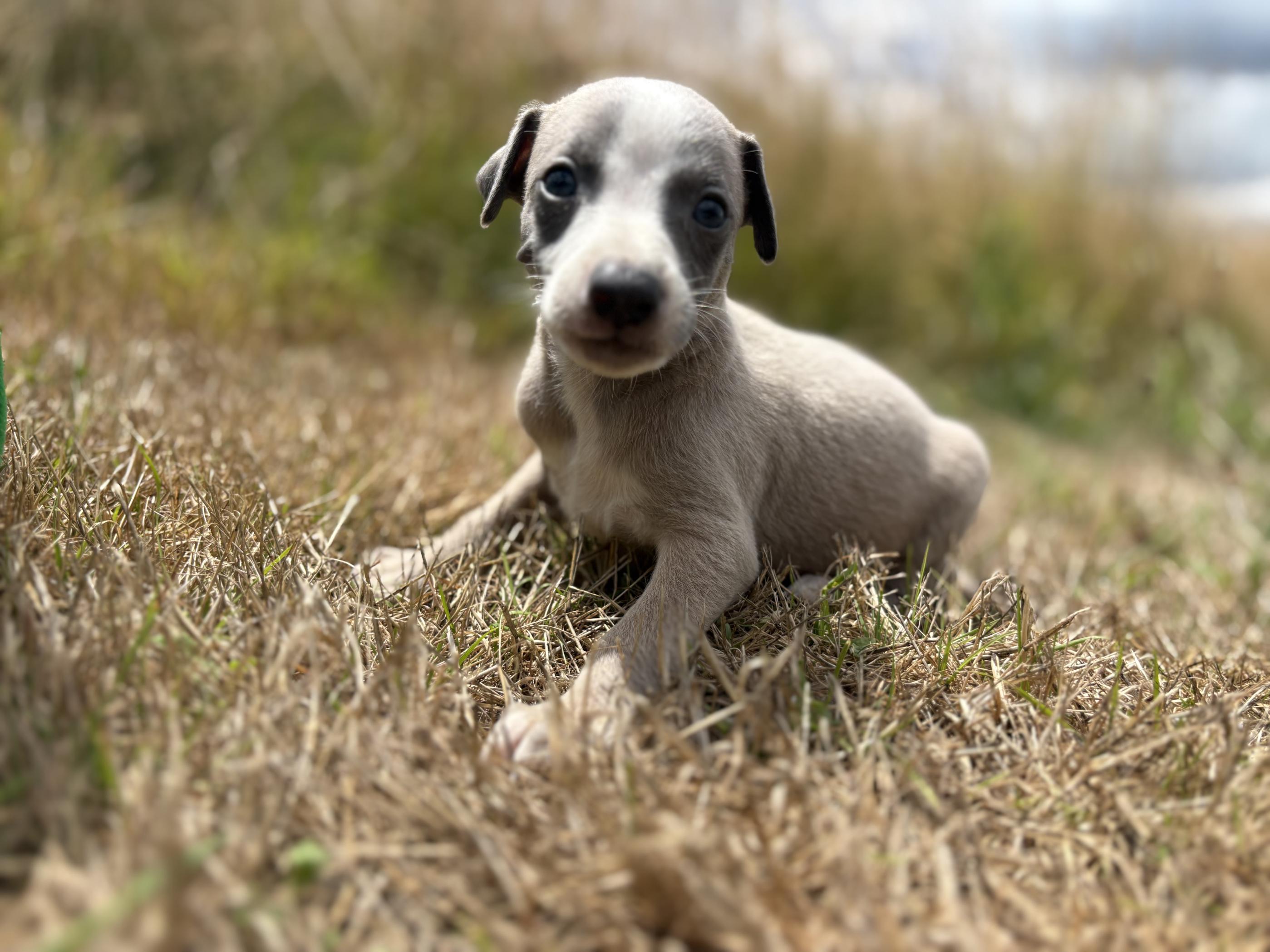 chiot disponible