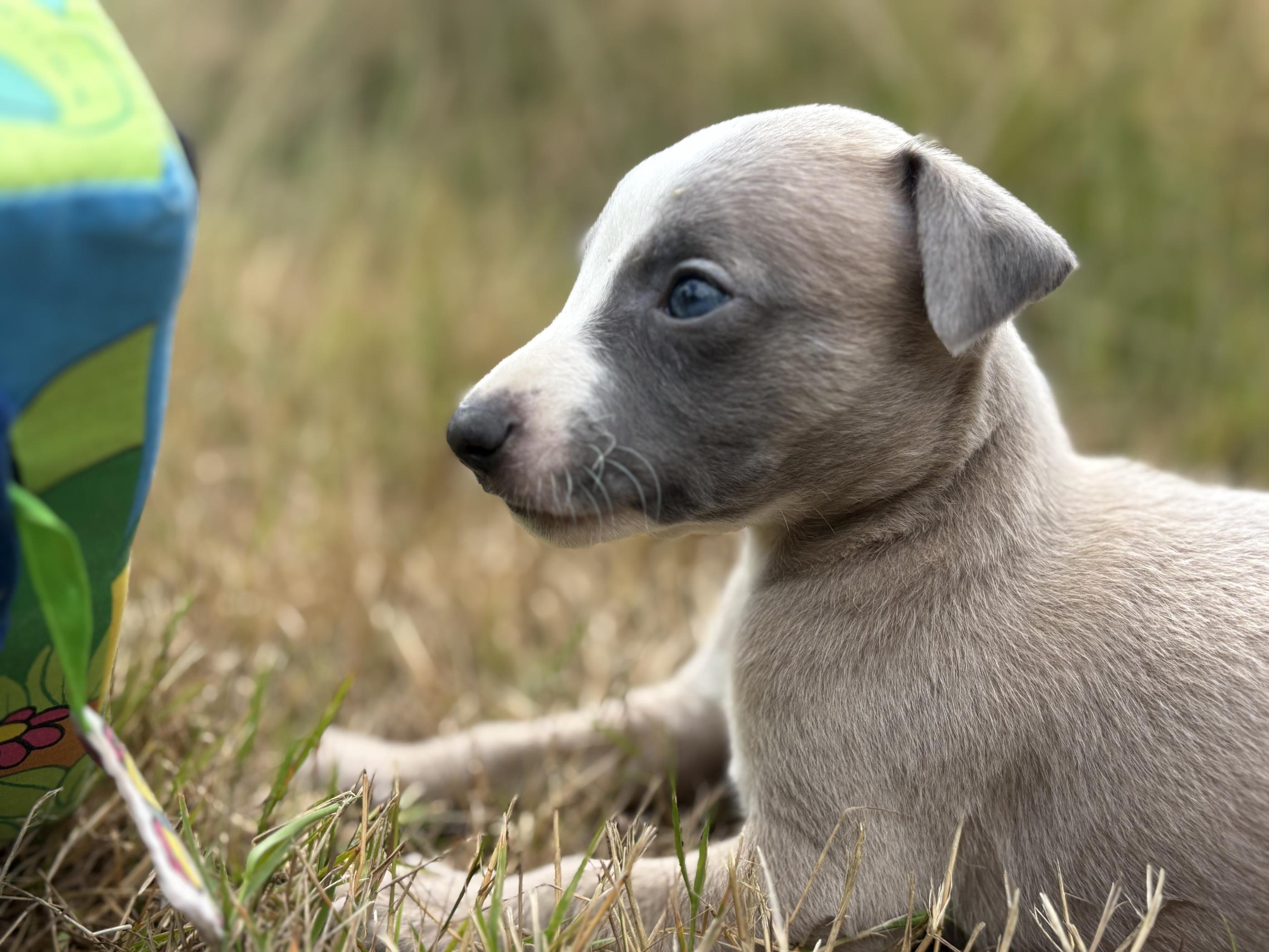 chiot disponible