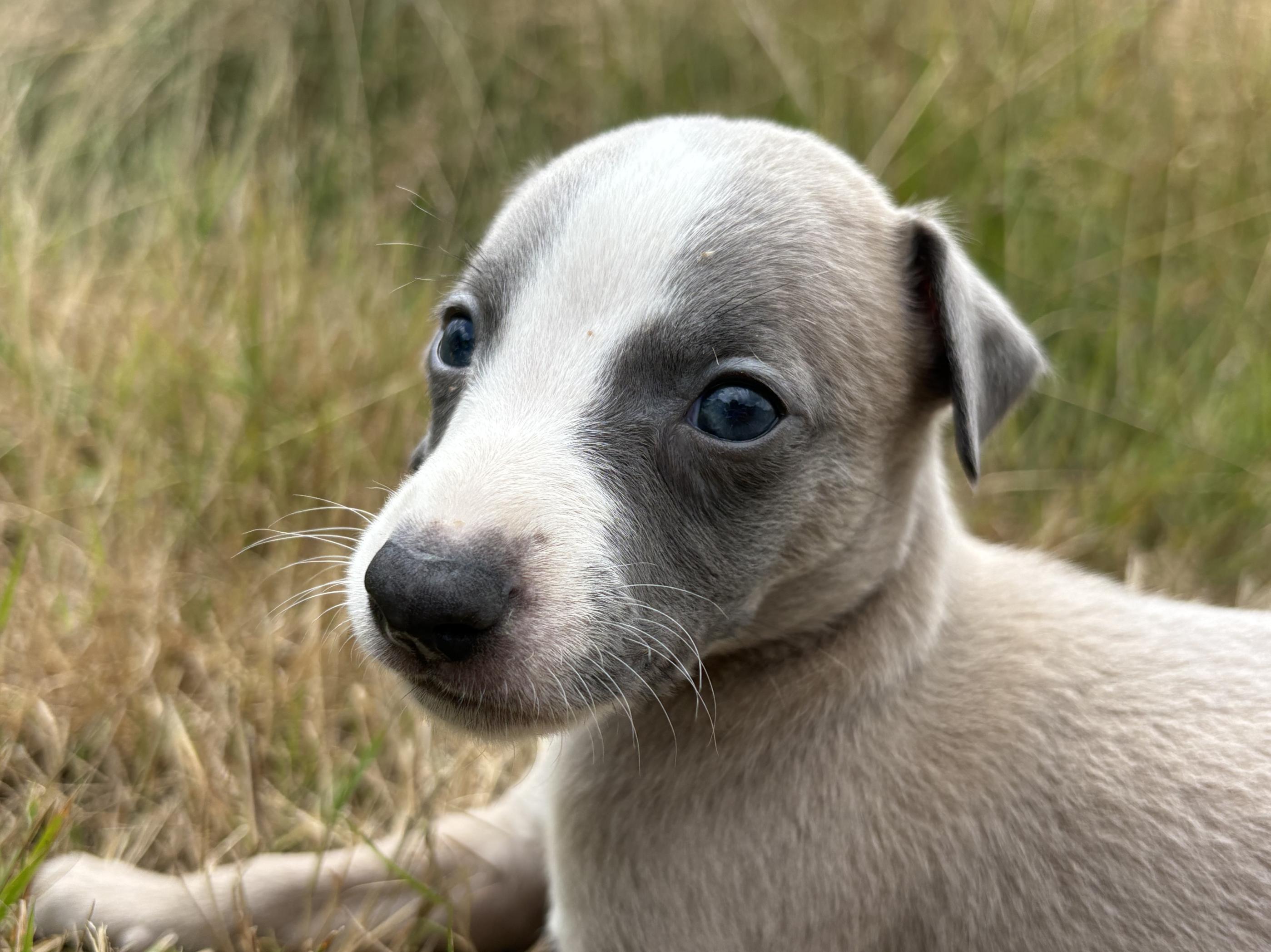 chiot disponible