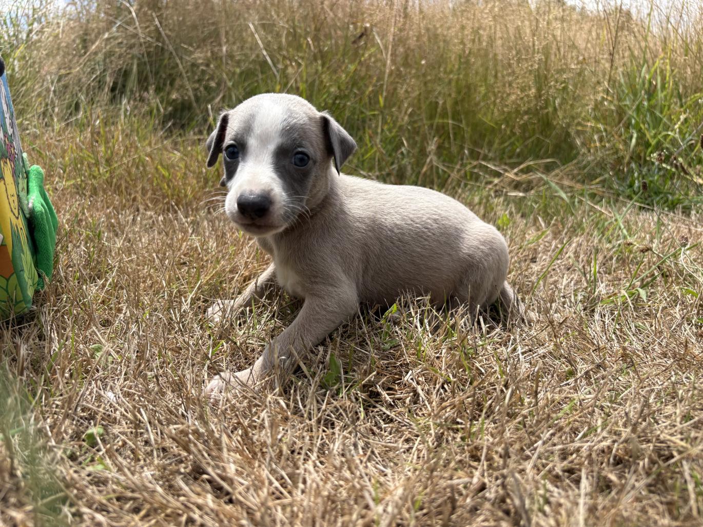 chiot disponible