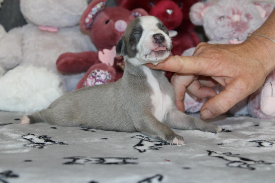 chiot disponible