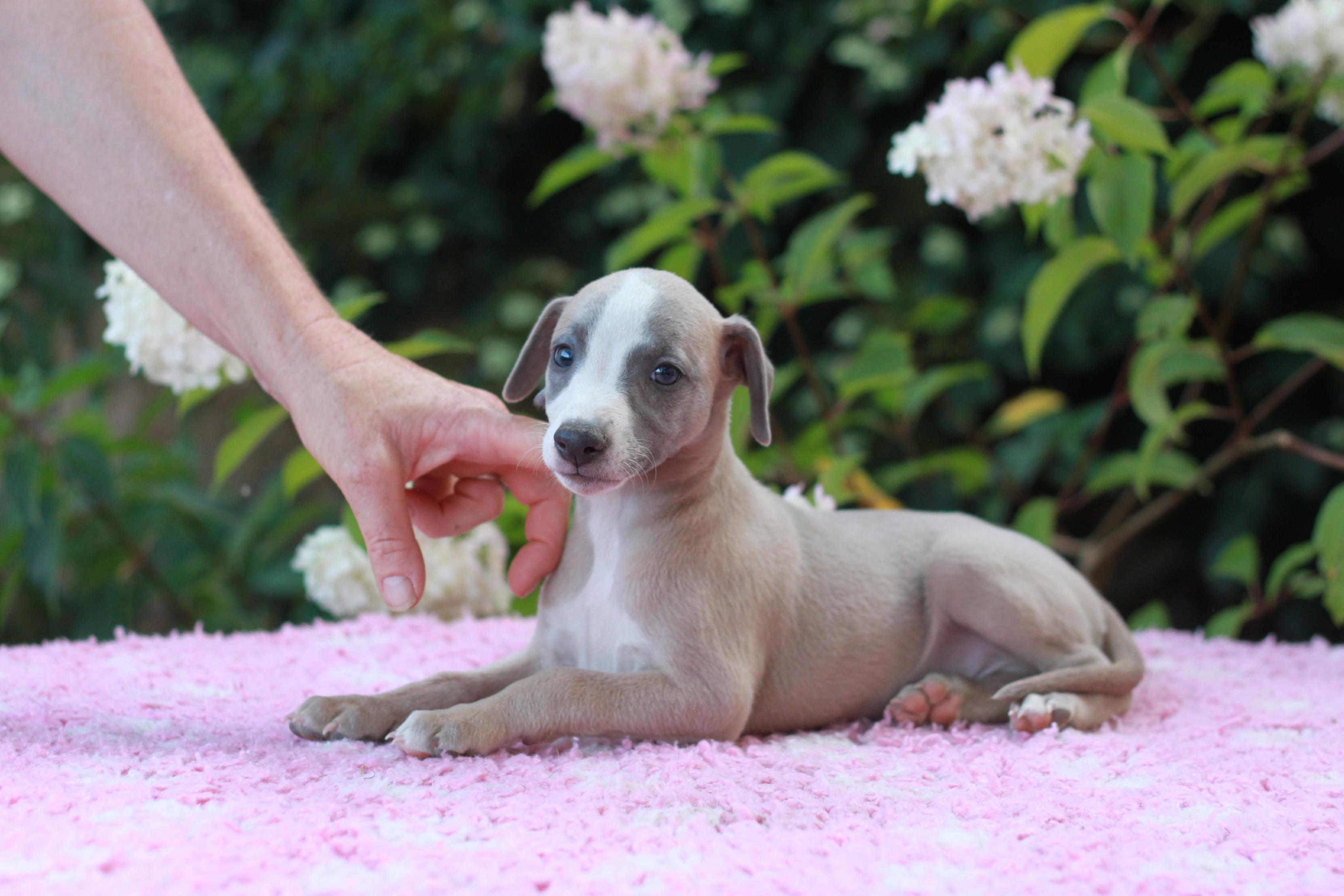 chiot disponible