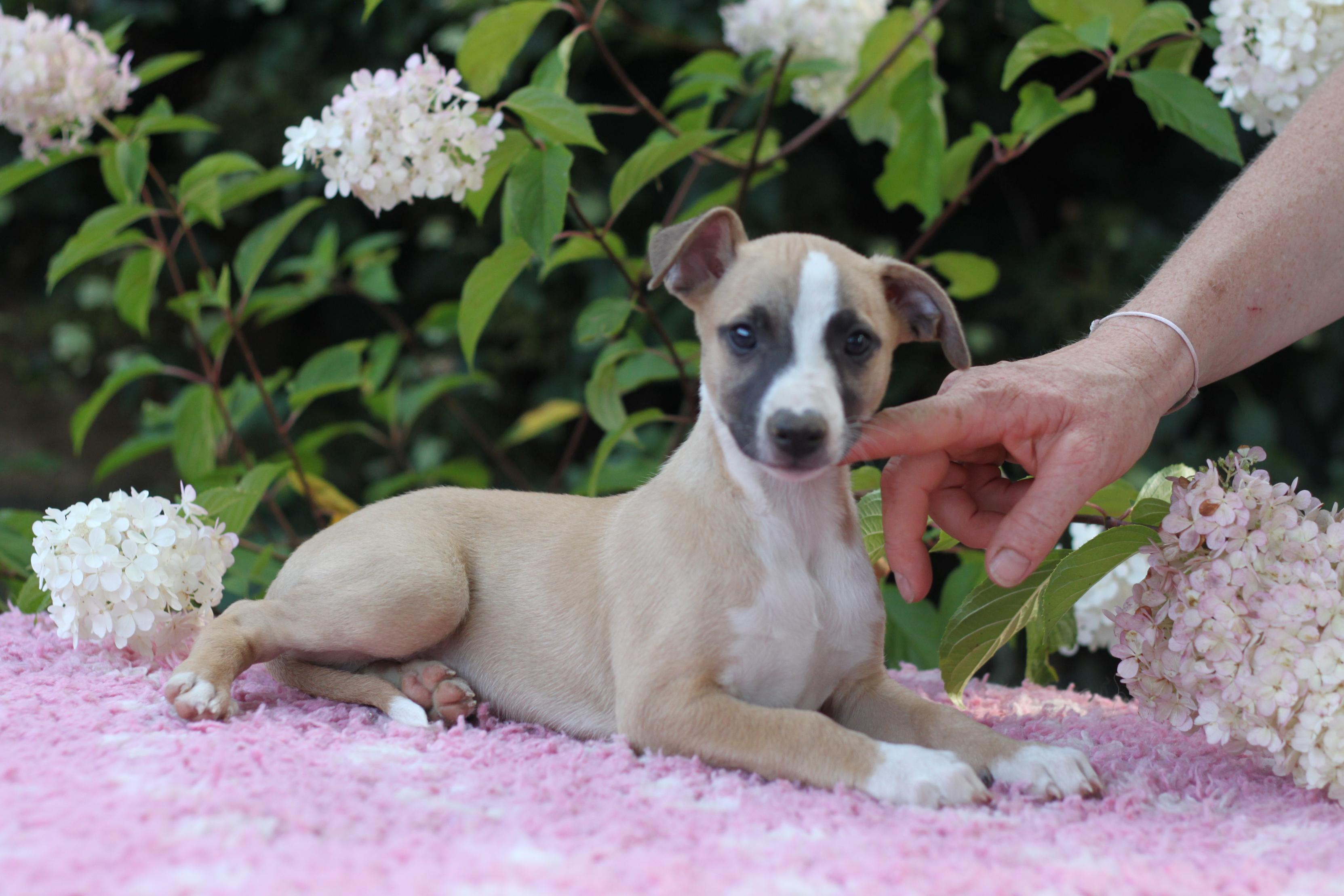 Chiot Whippet Disponible
