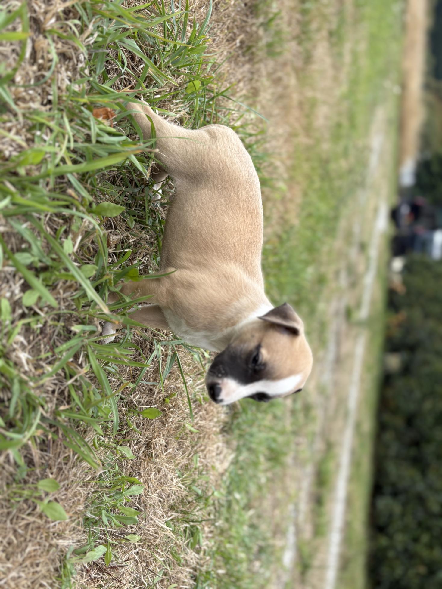 chiot disponible